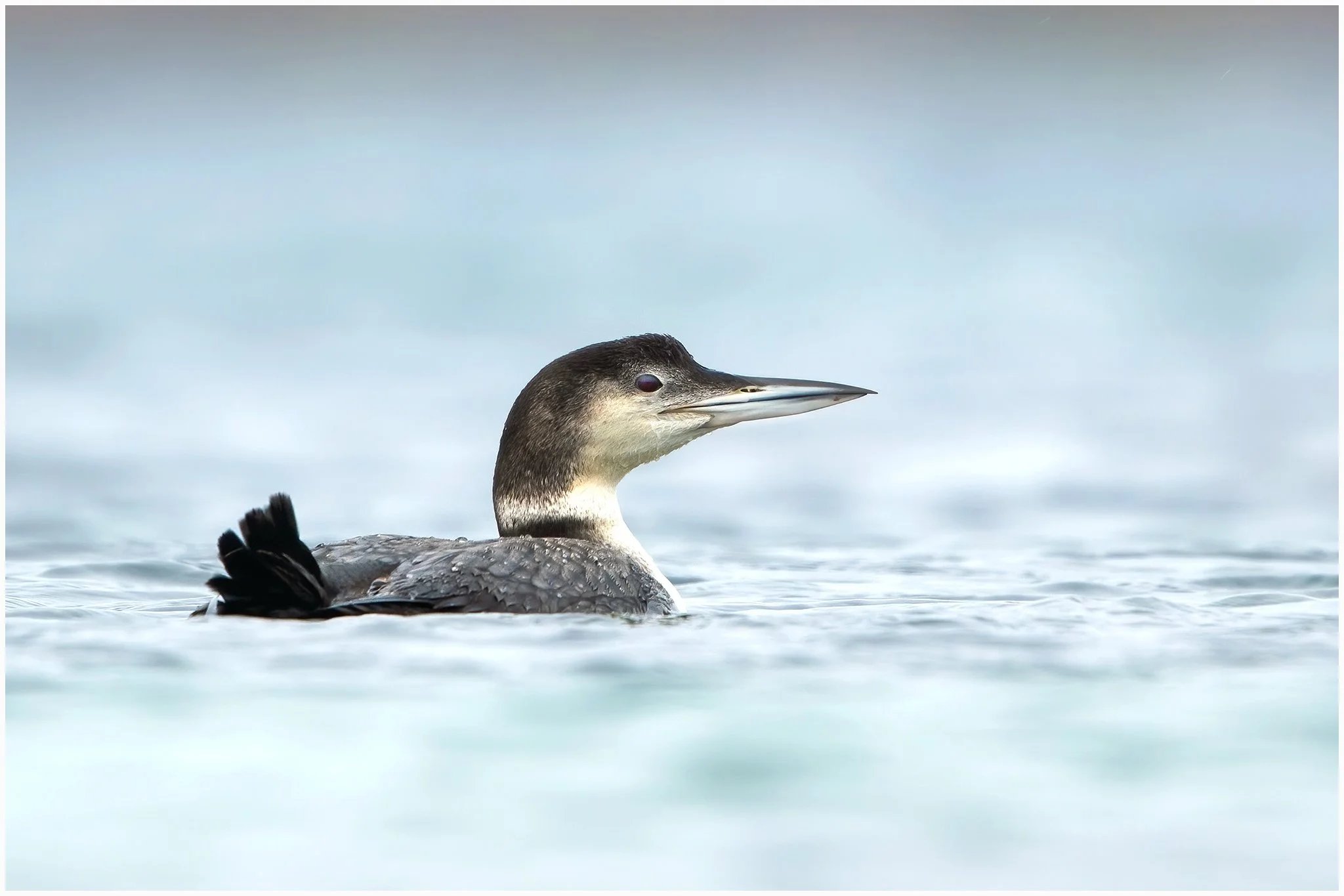 Great Northern Diver