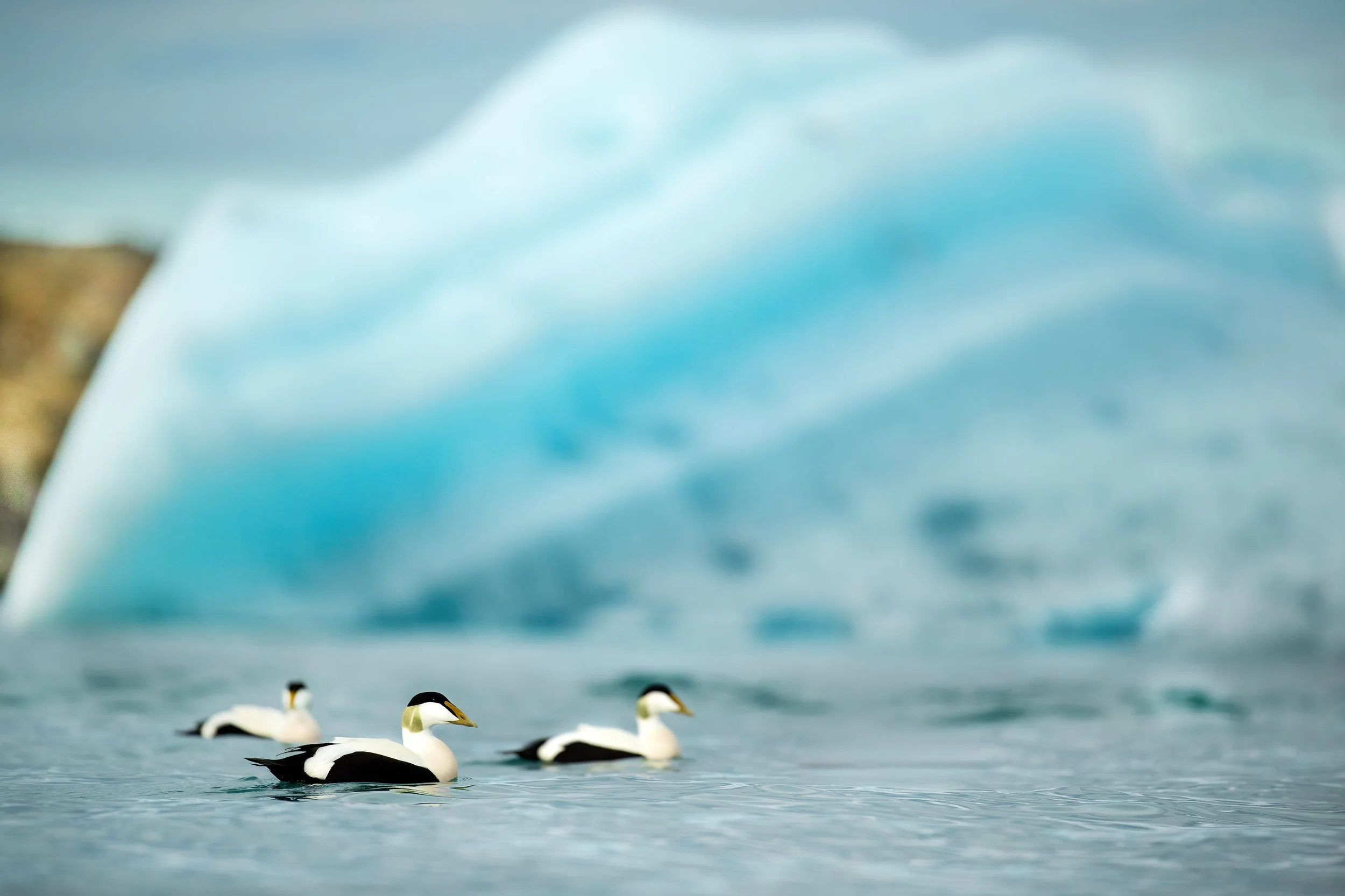 Eider Duck3.jpg