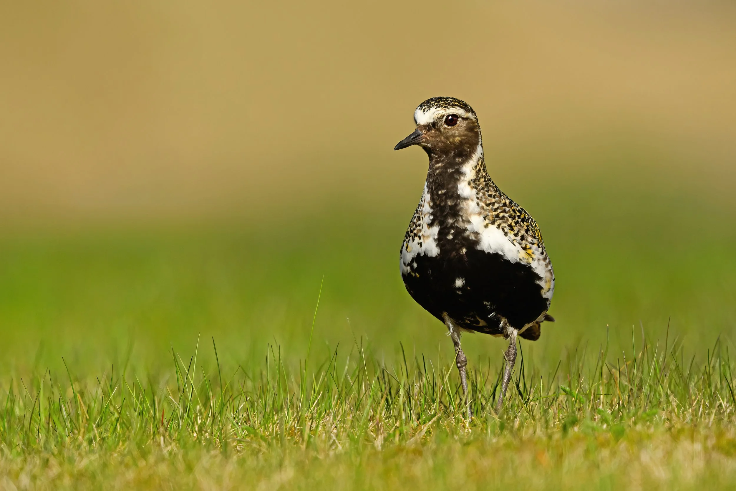 Golden Plover13.jpg