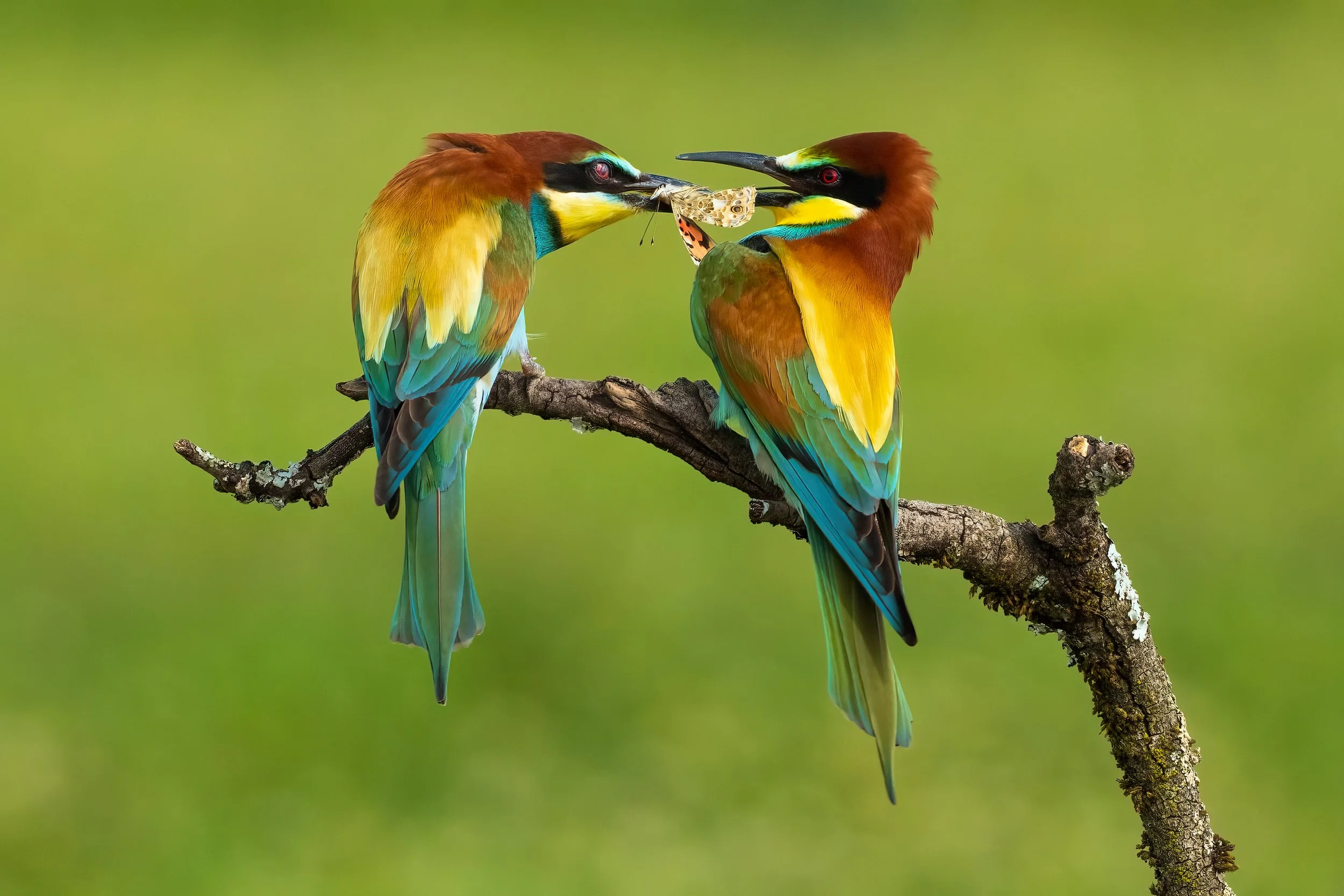 Bee Eaters14.jpg