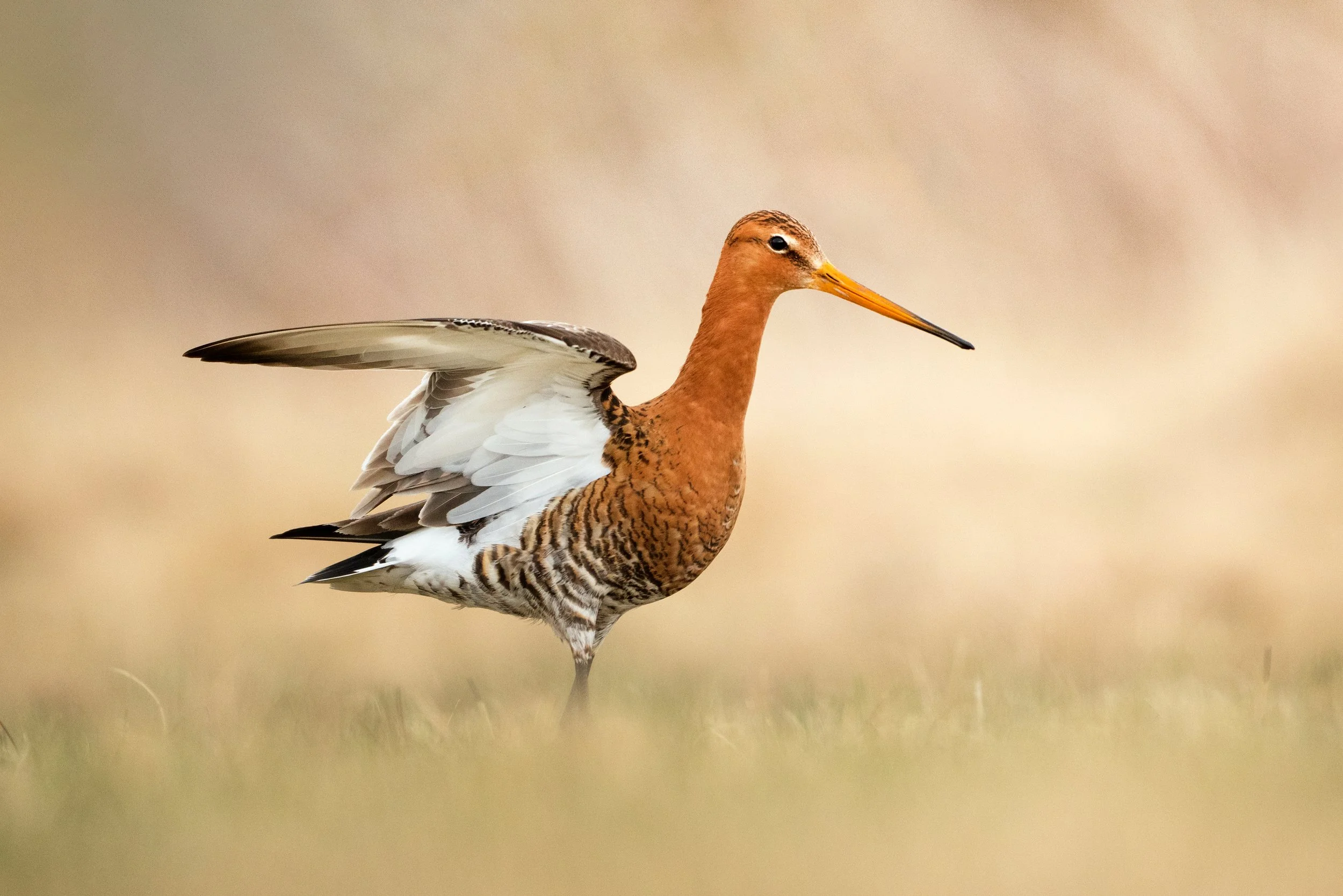 Godwit5.jpg