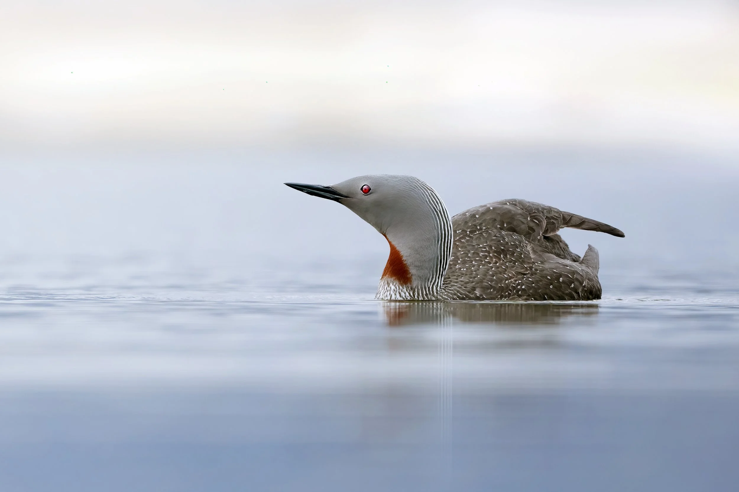 Loon3.jpg
