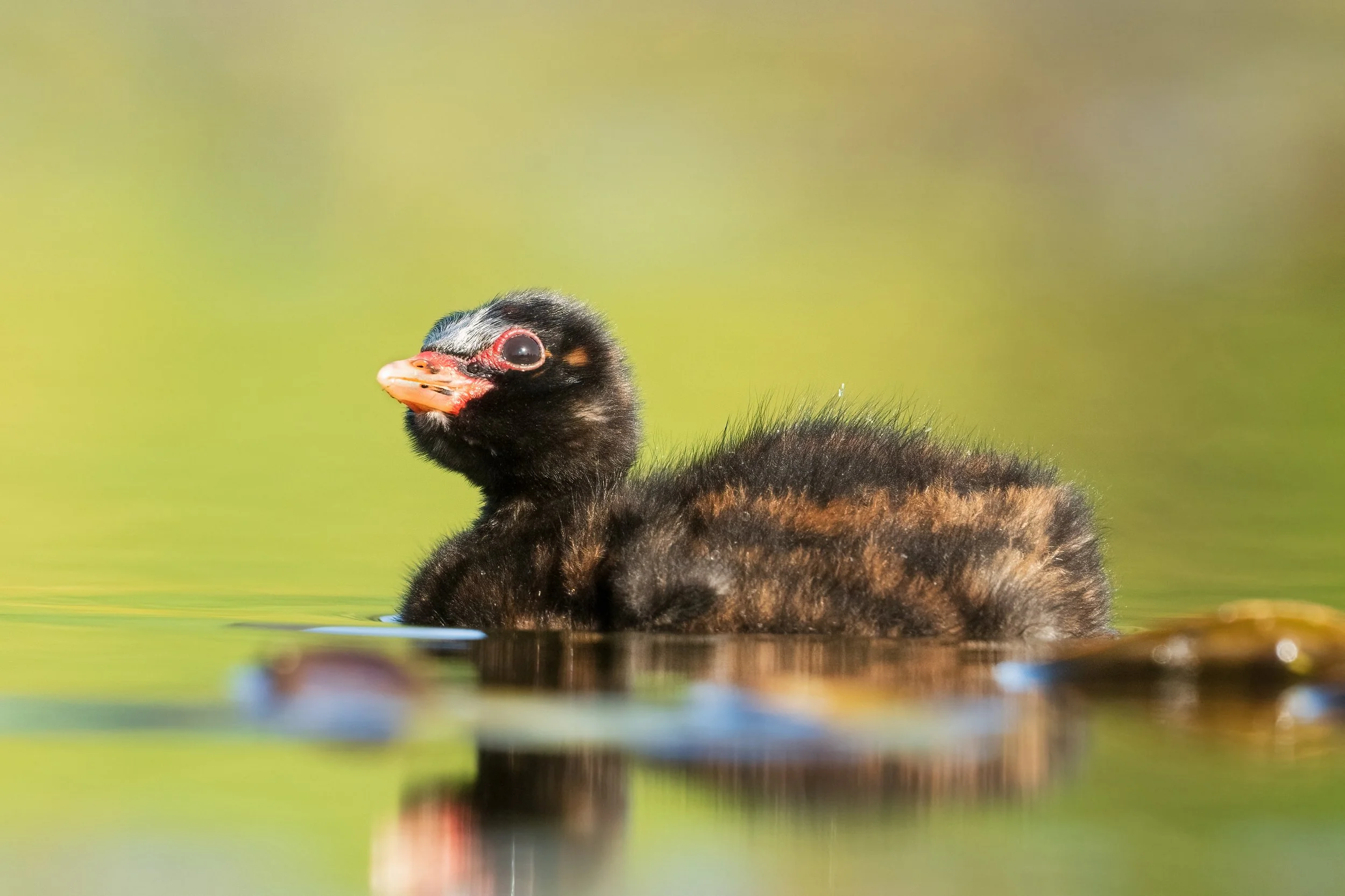 Little Grebes9.jpg