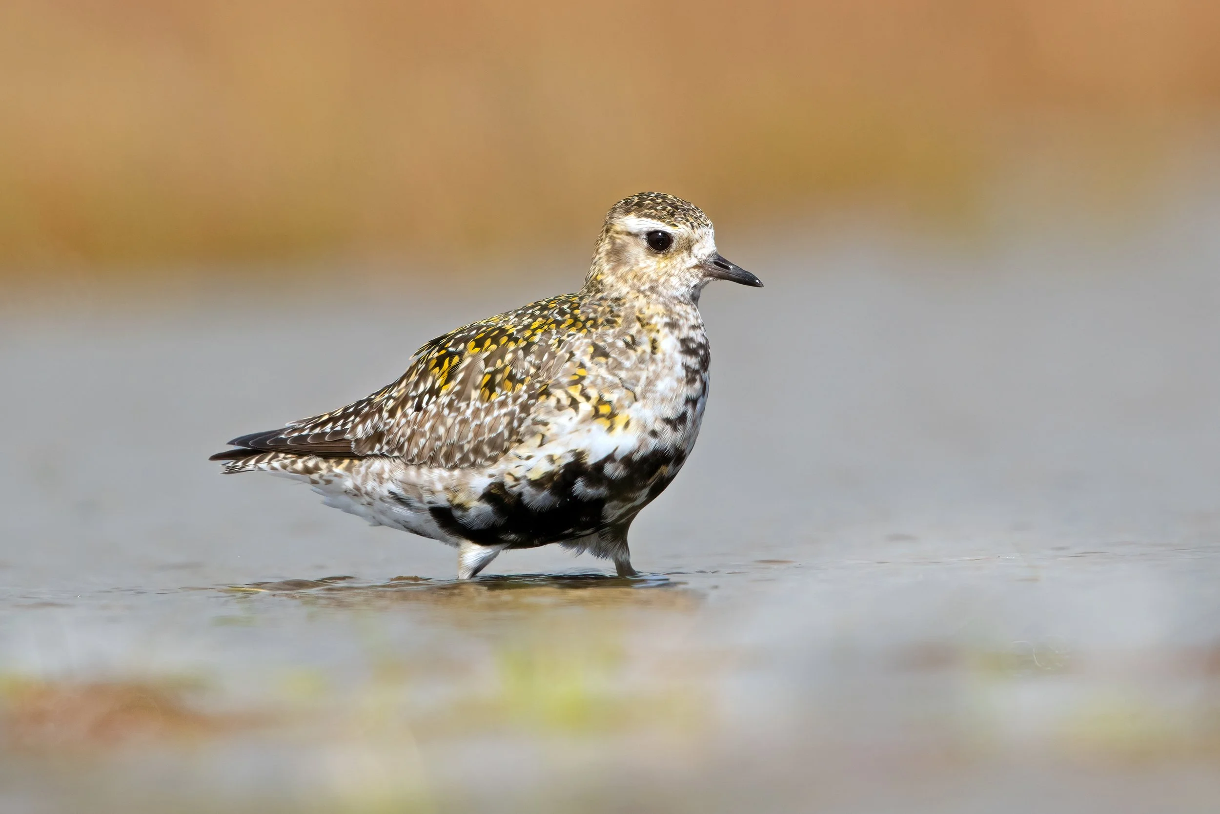 Golden Plover2.jpg