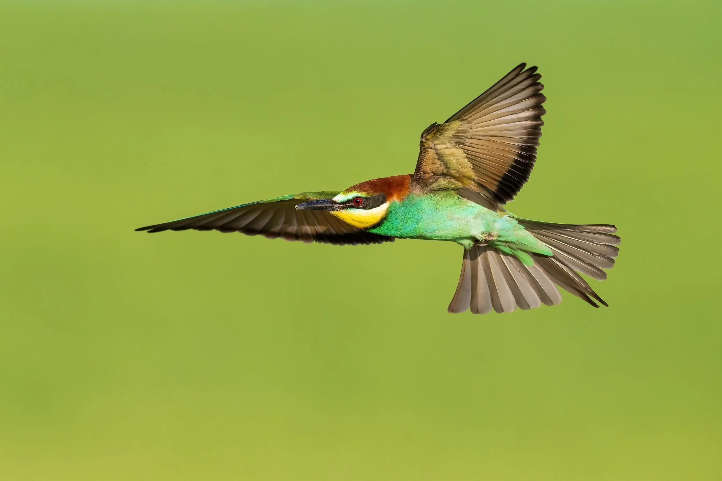 Bee Eaters 26