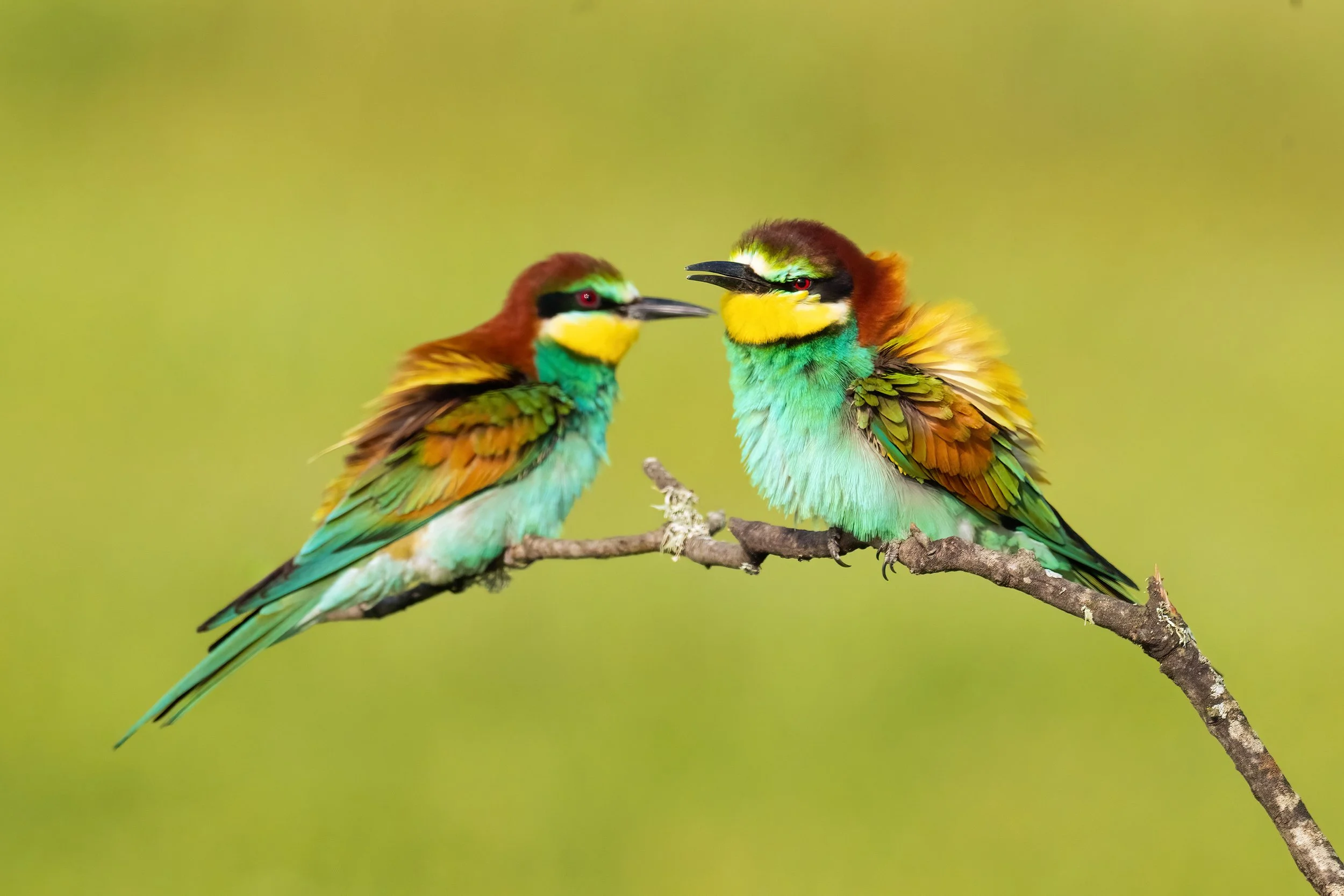 Bee Eaters2.jpg
