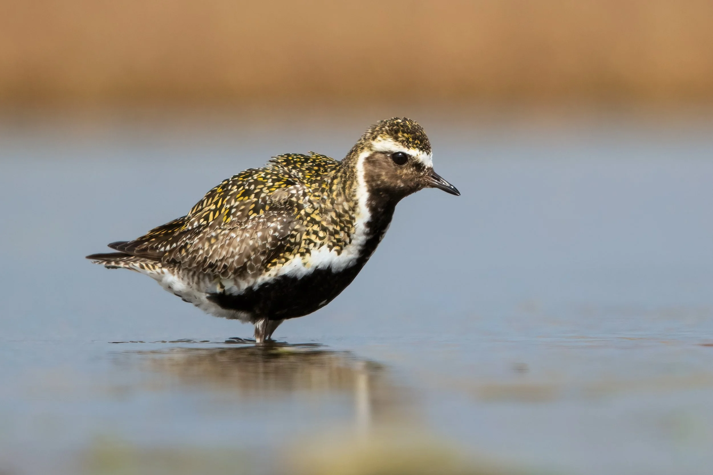 Golden Plover5.jpg