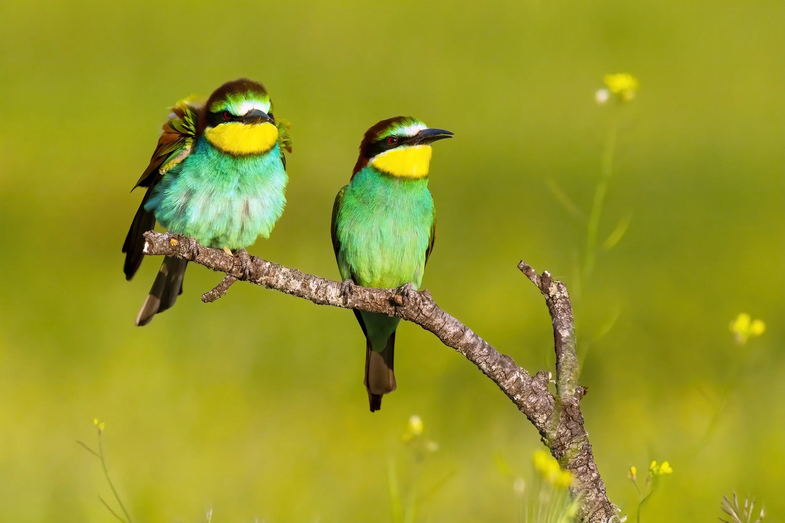 Bee Eaters8.jpg