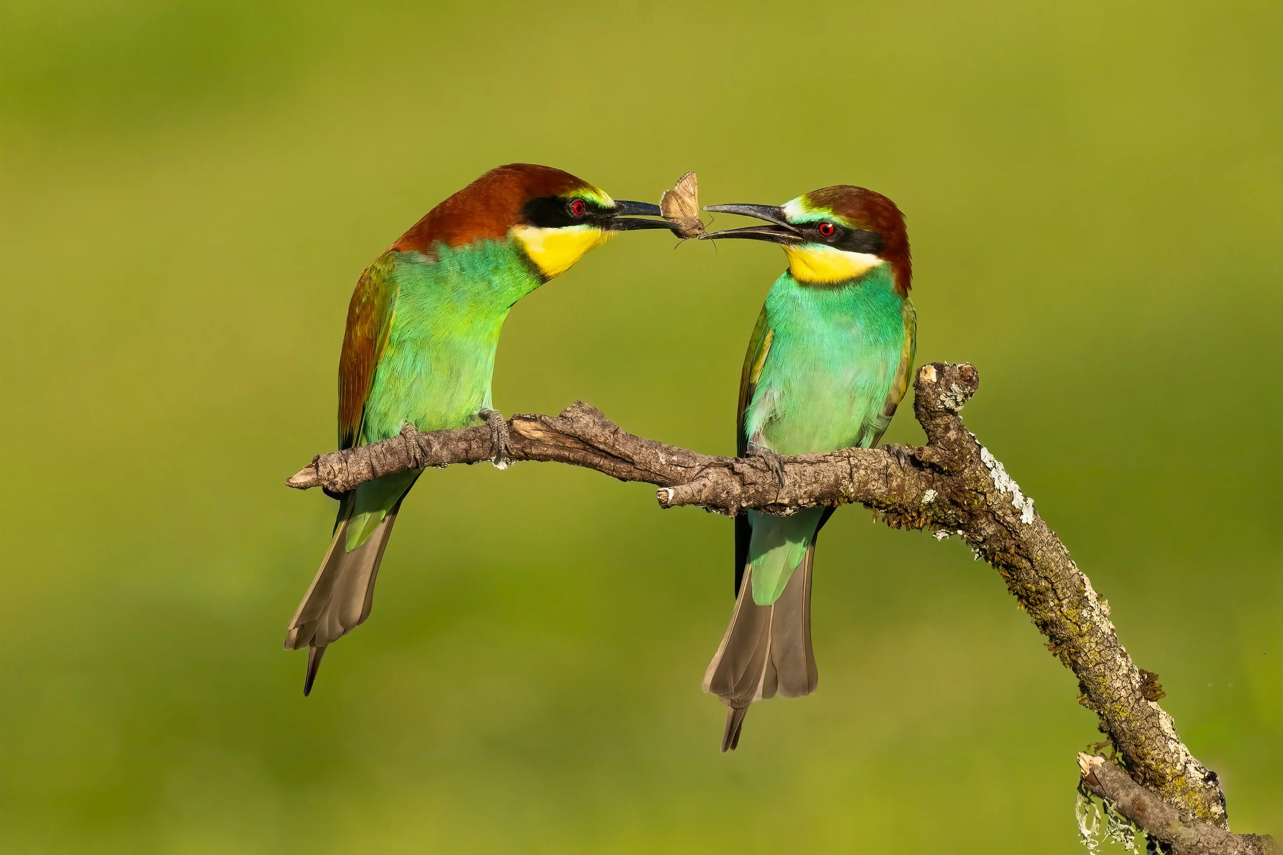 Bee Eaters5.jpg