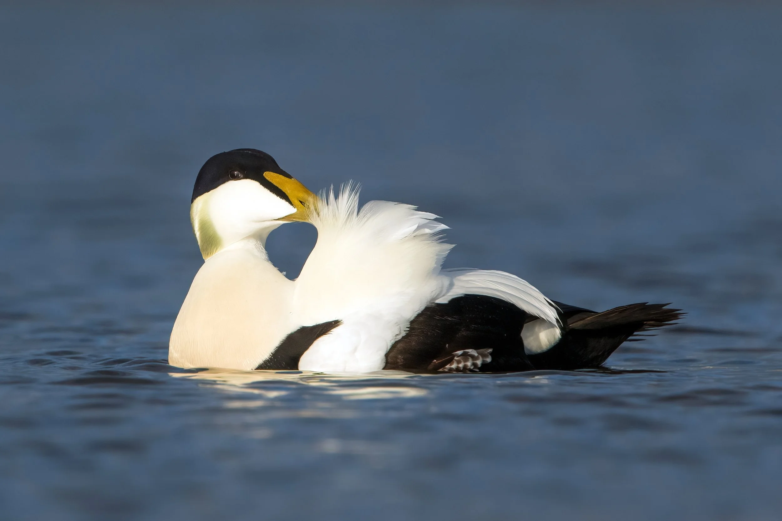 Eider Duck7.jpg