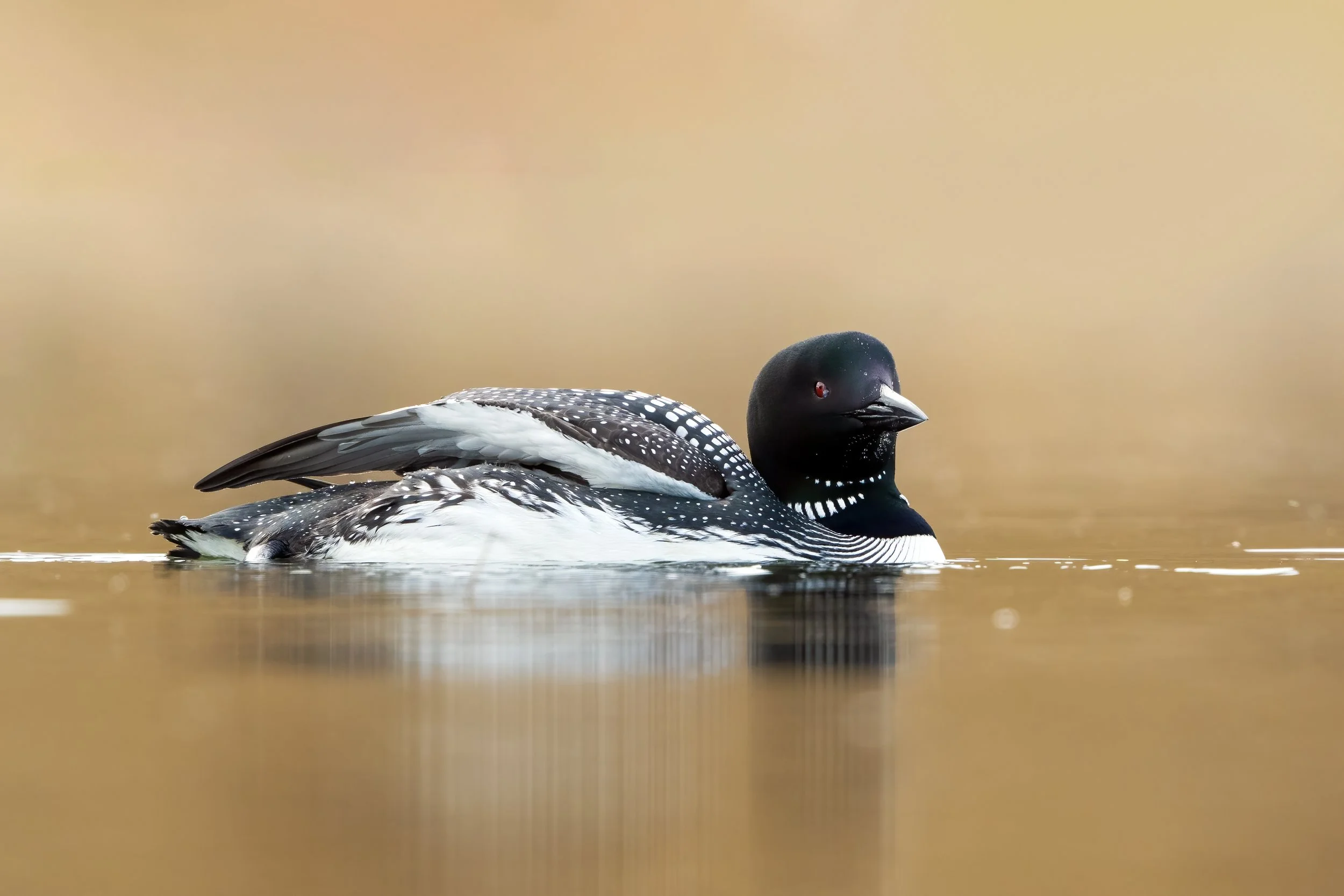 Loon4.jpg
