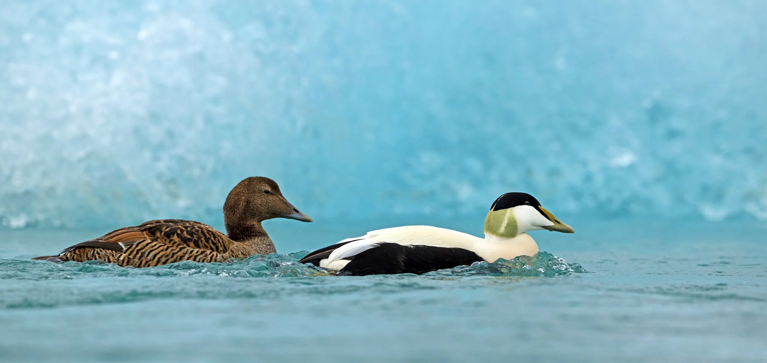 eider.jpg