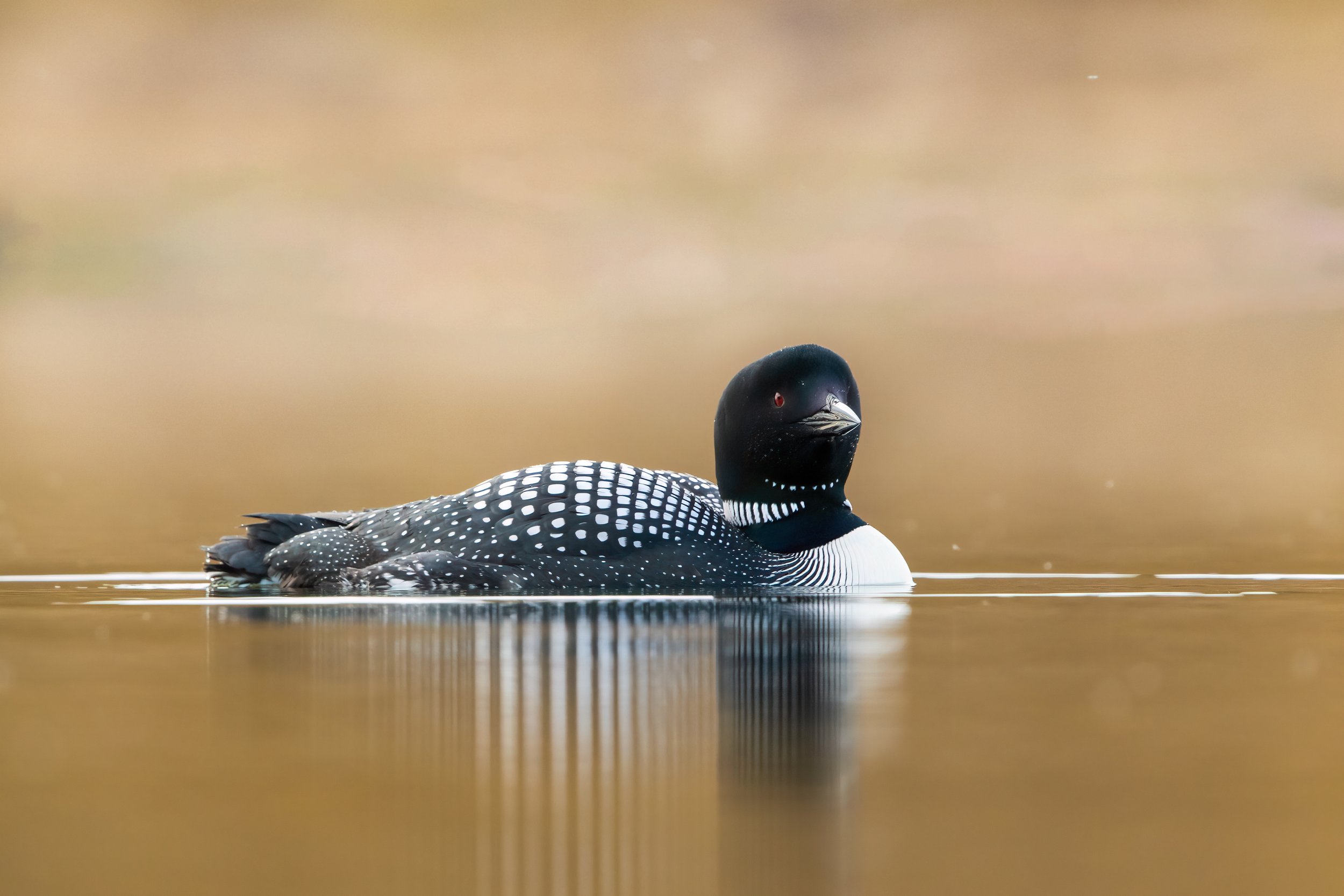 Loon2.jpg