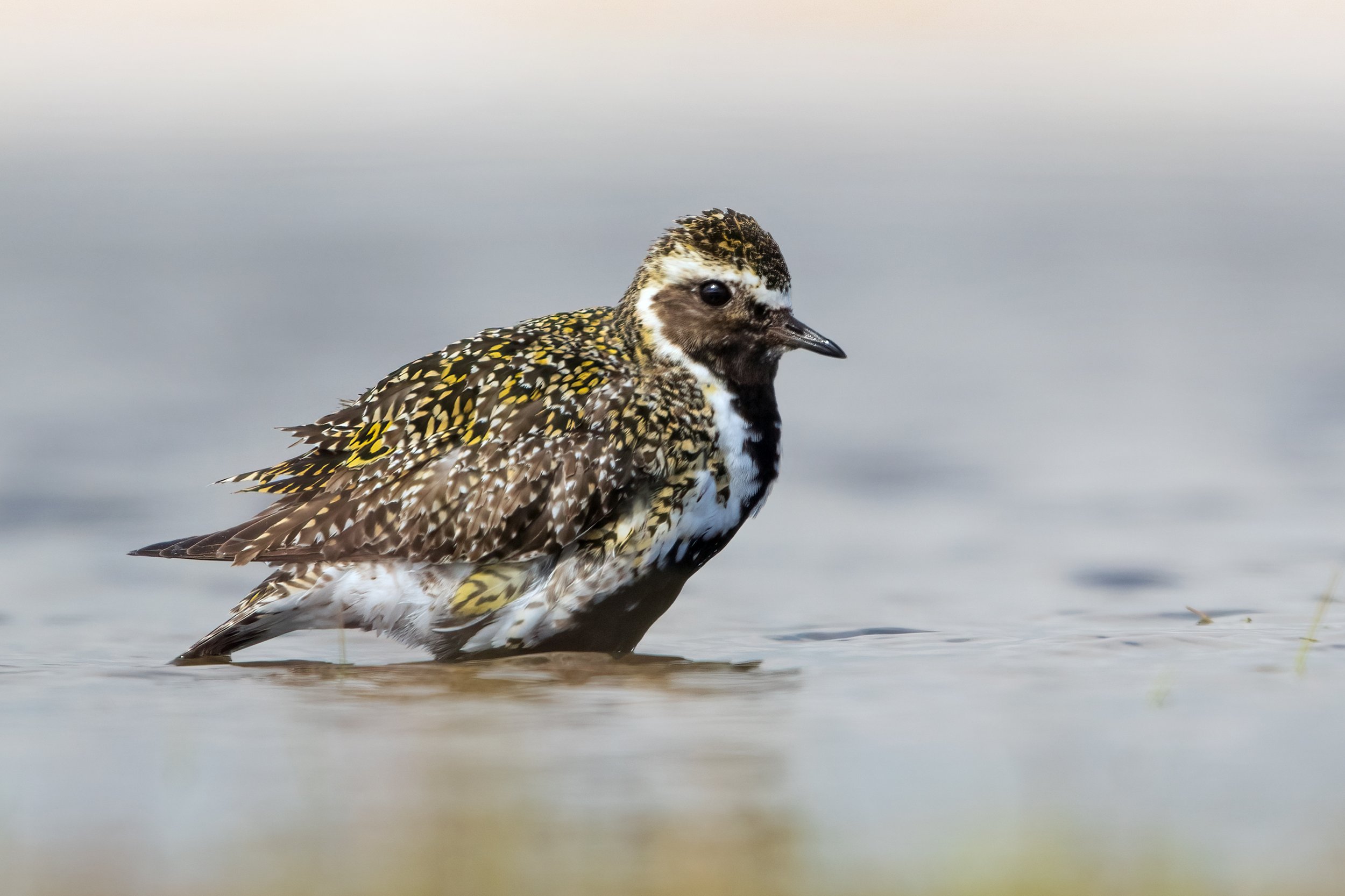 Golden Plover6.jpg