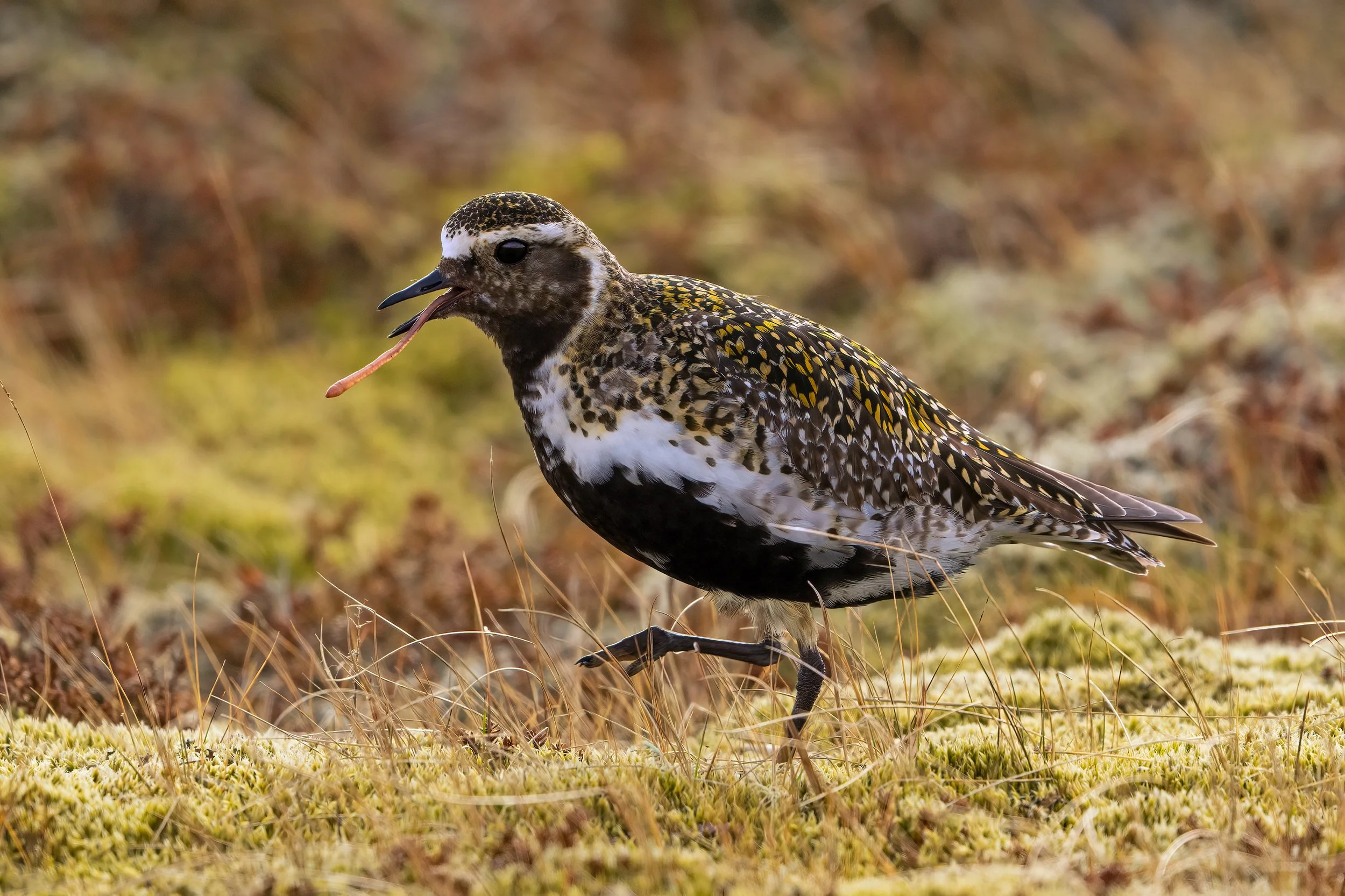 Golden Plover11.jpg