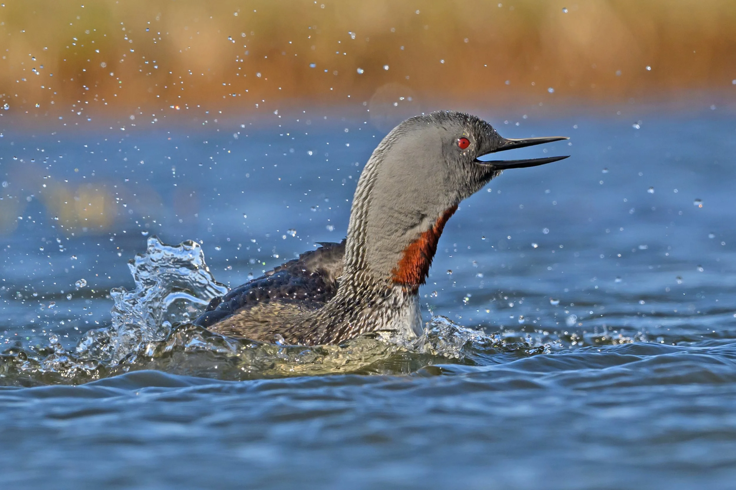 Red-throated Diver3.jpg