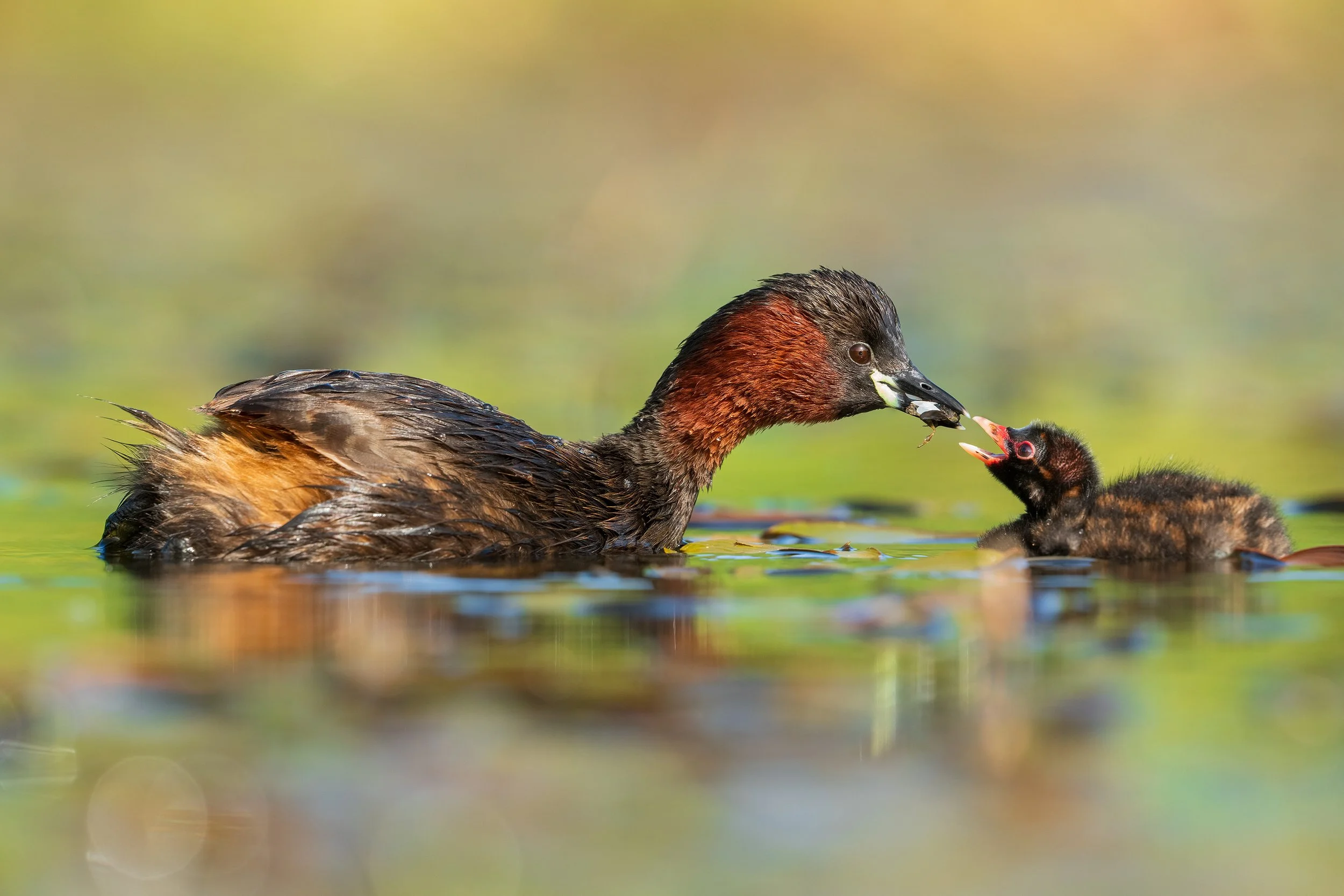 Little Grebes.jpg