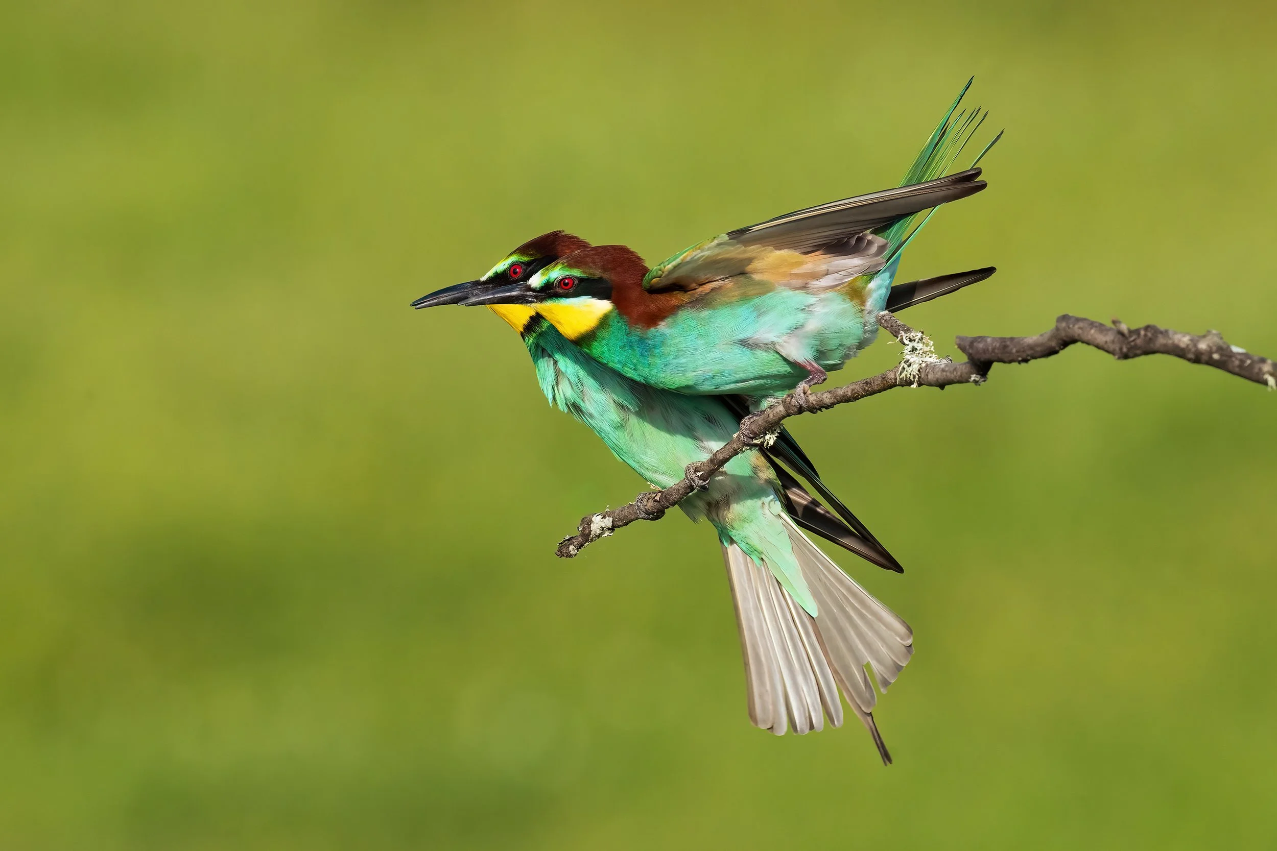 Bee Eaters.jpg