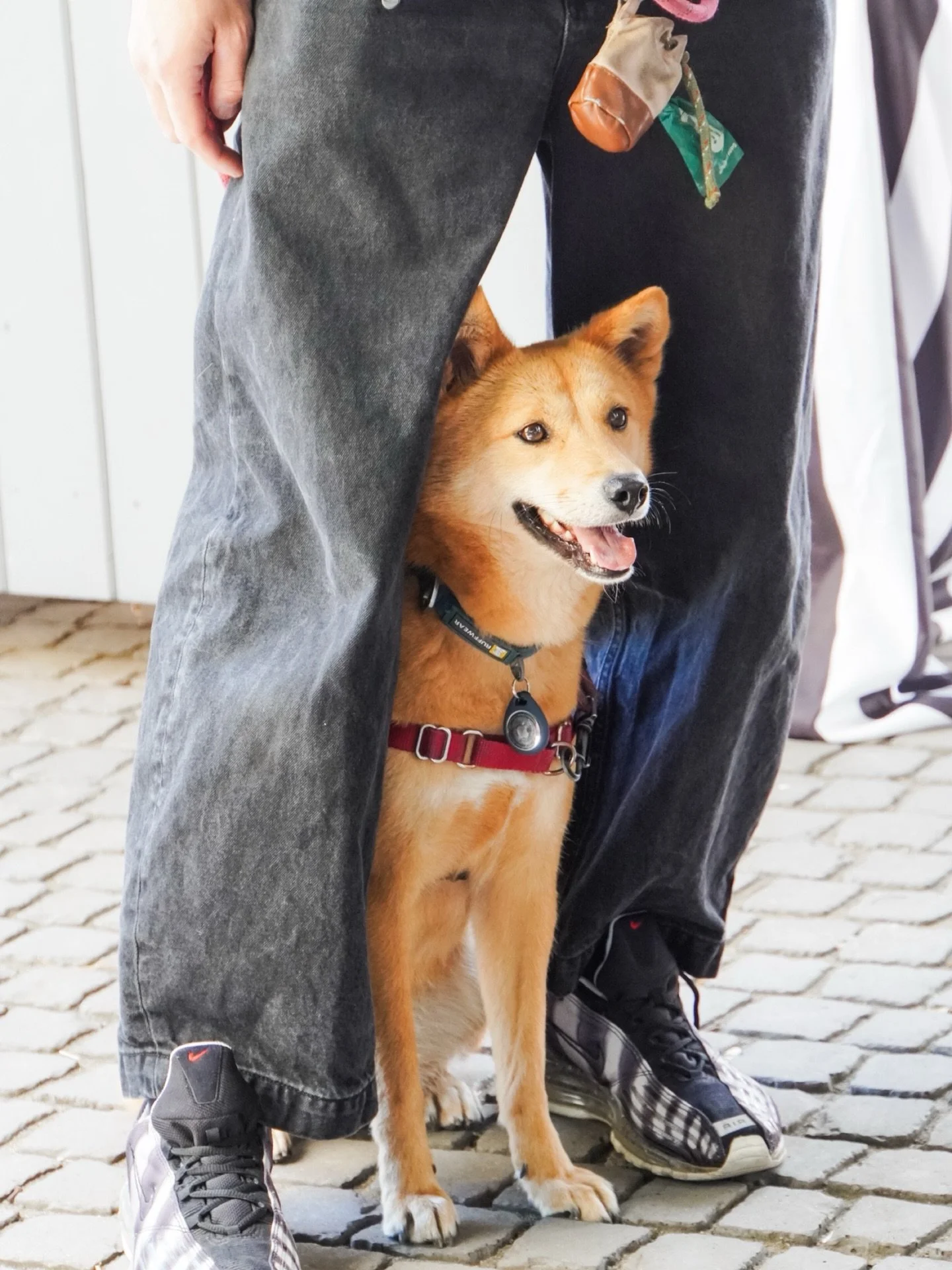 Berkeley, get your costumes ready! 🎃🐾

Howl-O-Ween is taking over Fourth Street Makers Row on October 24, and we&rsquo;re bringing all the spooky fun for the pups, grown-ups, and kids!

Here&rsquo;s what&rsquo;s happening 👻

🐶 Dog Costume Contest