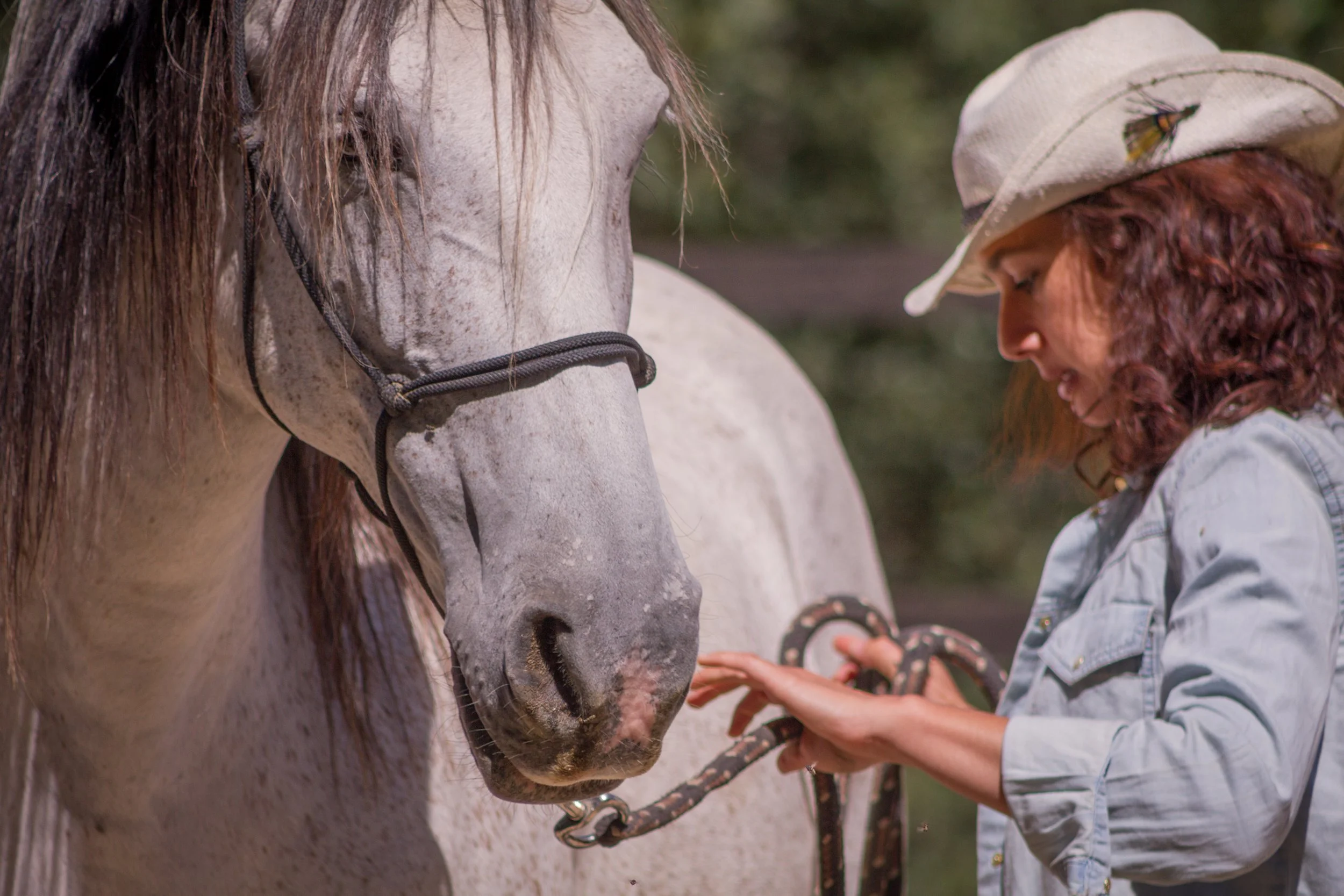 A woman in a light blue shirt and a beige cap with a butterfly design is holding a rope near a white horse, adjusting the horse's halter outdoors.