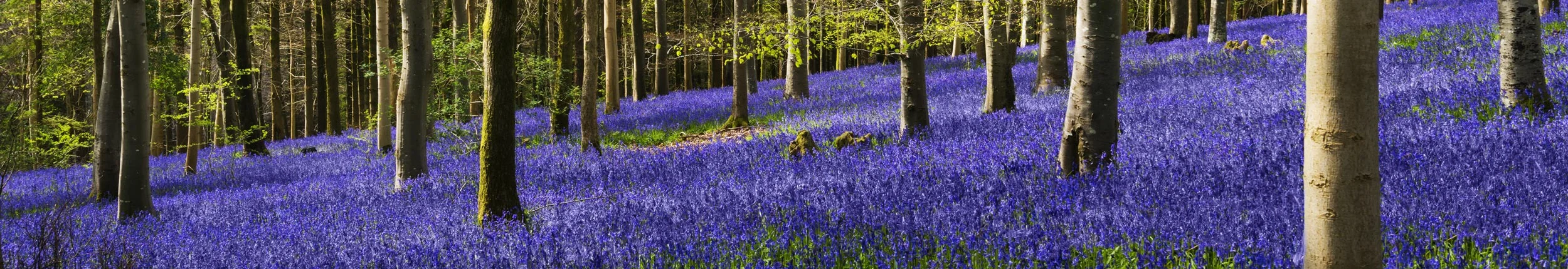 109609377_2500x430.jpg