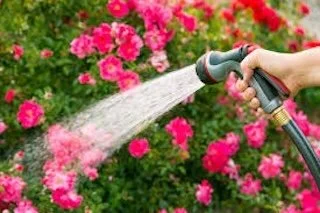 Flower Watering