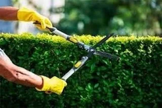 Hedge & Shrub Trimming