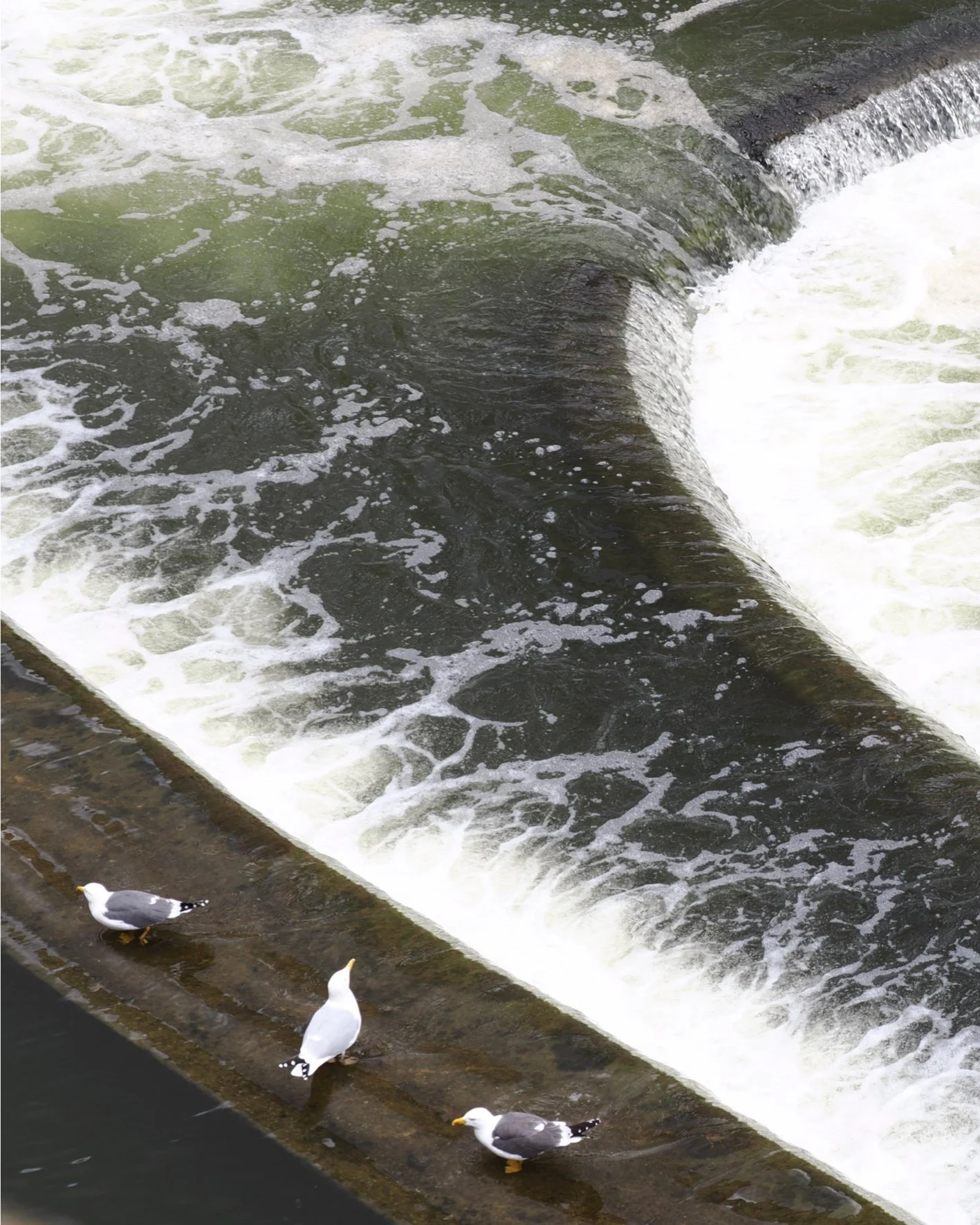 2025.05.04 - Little Reunion
&hellip;
#bath #england #unitedkingdom #uk #europe #aroundtheworld 
&hellip;
#camerapic #omsystem #oms #om3 #micro43 #panasoniclenses #14_140mmlens#lightroom #lightroomedit
&hellip;
#naturephotography #nature #birdphotogra