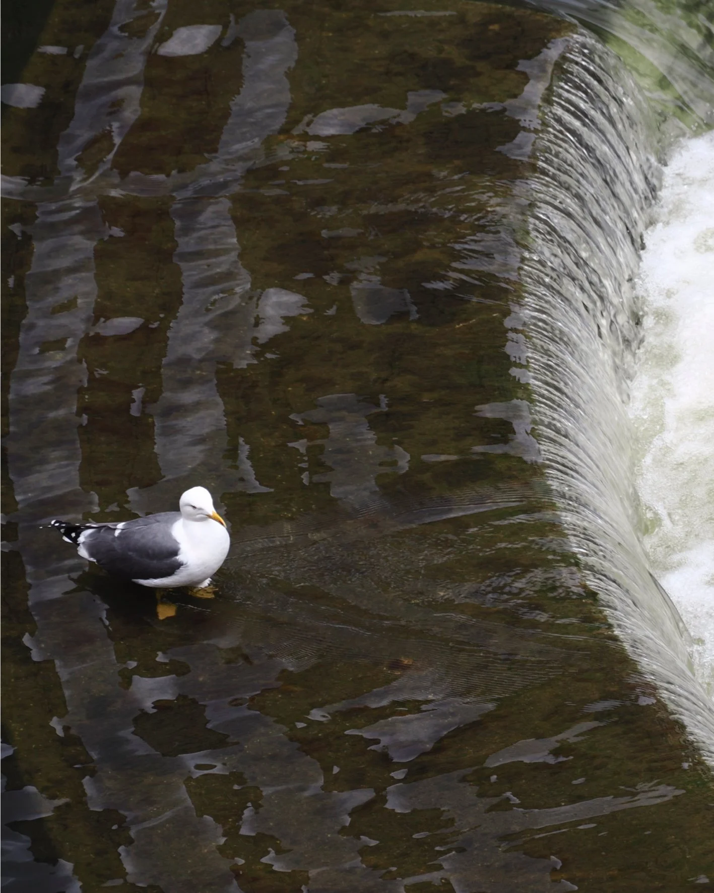 2025.05.04 - Alone Time
&hellip;
#bath #england #unitedkingdom #uk #europe #aroundtheworld 
&hellip;
#camerapic #omsystem #oms #om3 #micro43 #panasoniclenses #14_140mmlens#lightroom #lightroomedit
&hellip;
#naturephotography #nature #birdphotography 