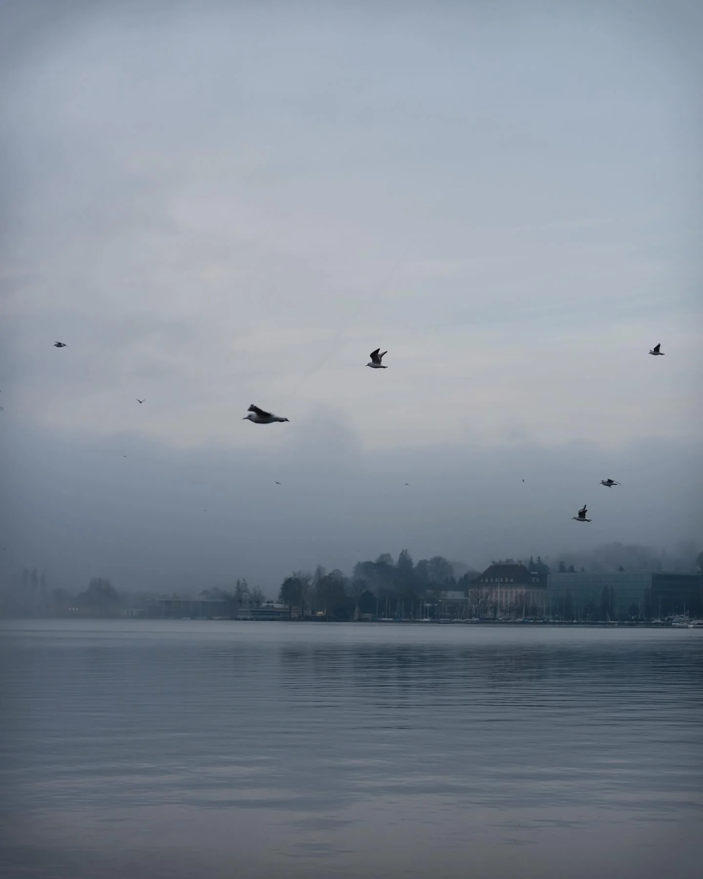 2026.01.17 - The Birds on the Myst 
&hellip;
Place: Z&uuml;rich Lake, Z&uuml;rich, Switzerland 
Camera: Leica Q3 43
Edits: Lightroom CC
&hellip;
Taken during the @philpenman MasterClass organized by @leica_camera_schweiz | @andreas.dibbern.
&hellip;.