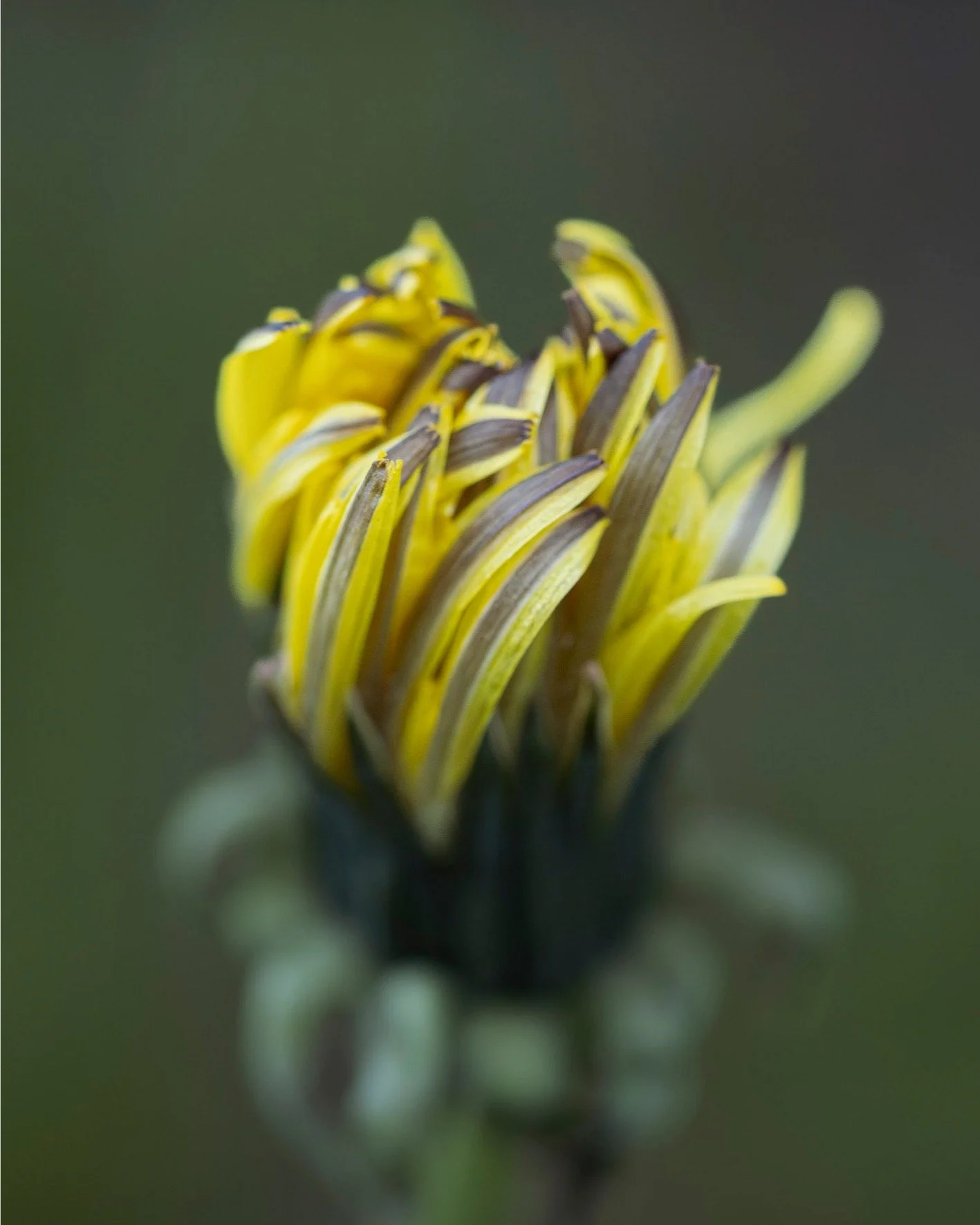 2026.04.07 - Dandelion
&hellip;
Place: Z&uuml;rich, Switzerland
Camera: OM-3 OM System
Lens: Olympus Macro 60mm F2.8
Edits: Lightroom CC
&hellip;
Copyrighted and owned by Paula Datti 2026
&hellip;
#om3 #omsystem #lightroom #macrophotography #pauladat