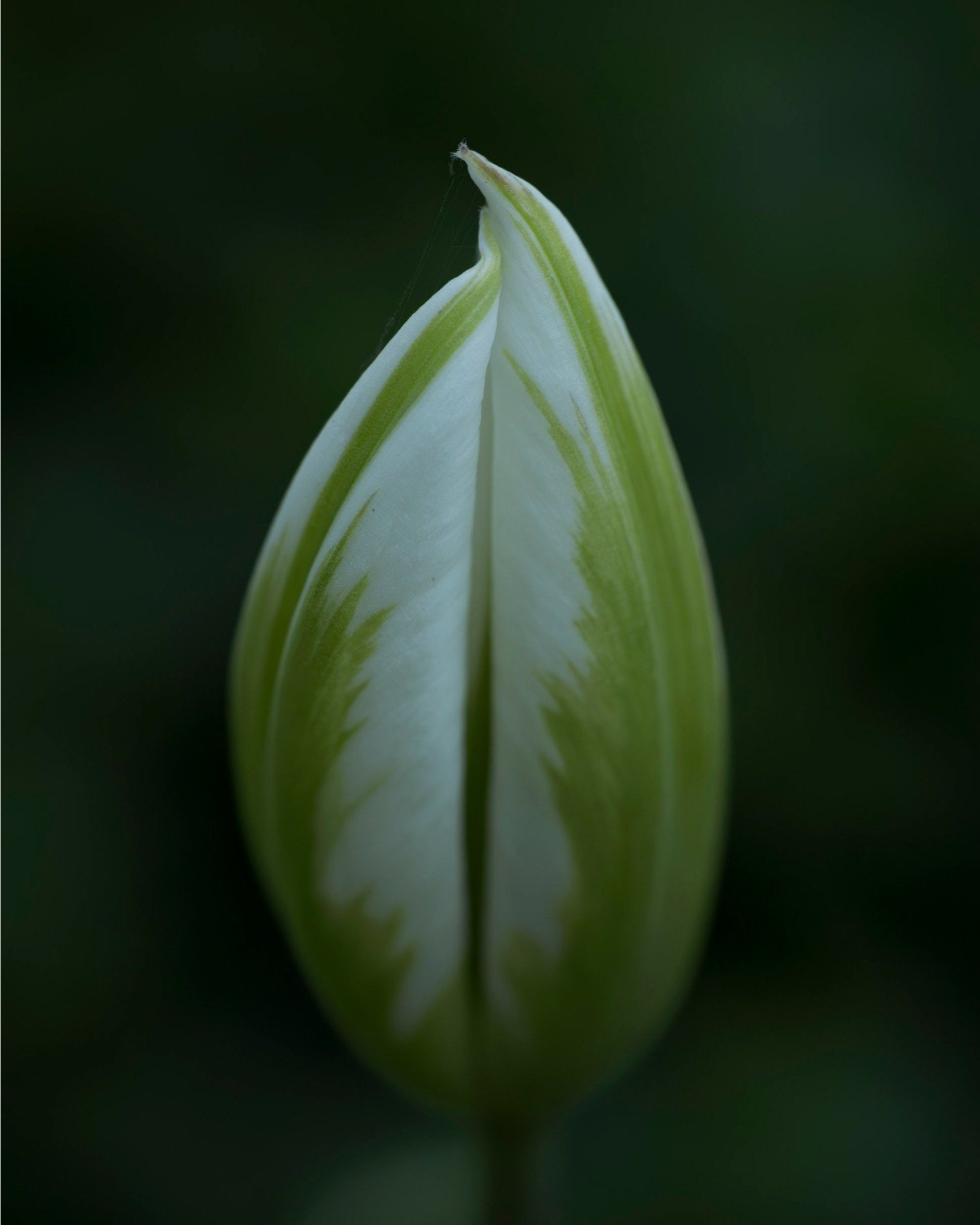 2026.04.07 - Tulip
&hellip;
Place: Z&uuml;rich, Switzerland
Camera: OM-3 OM System
Lens: Olympus Macro 60mm F2.8
Edits: Lightroom CC
&hellip;
Copyrighted and owned by Paula Datti 2026
&hellip;
#om3 #omsystem #lightroom #macrophotography #pauladattiph