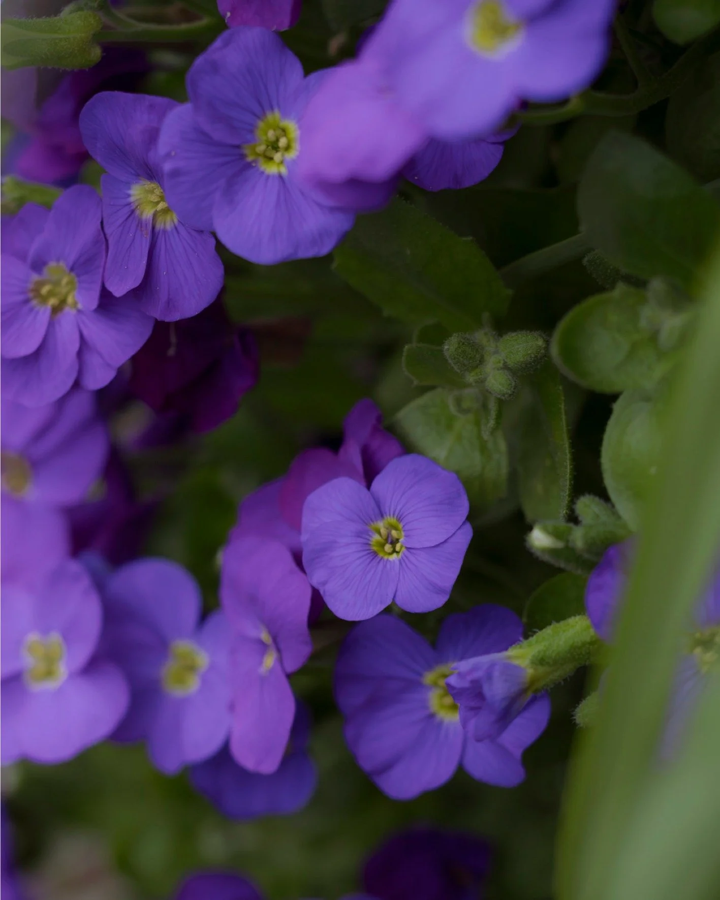 2026.04.07 - Rock Cress
&hellip;
Place: Z&uuml;rich, Switzerland
Camera: OM-3 OM System
Lens: Olympus Macro 60mm F2.8
Edits: Lightroom CC
&hellip;
Copyrighted and owned by Paula Datti 2026
&hellip;
#om3 #omsystem #lightroom #macrophotography #paulada
