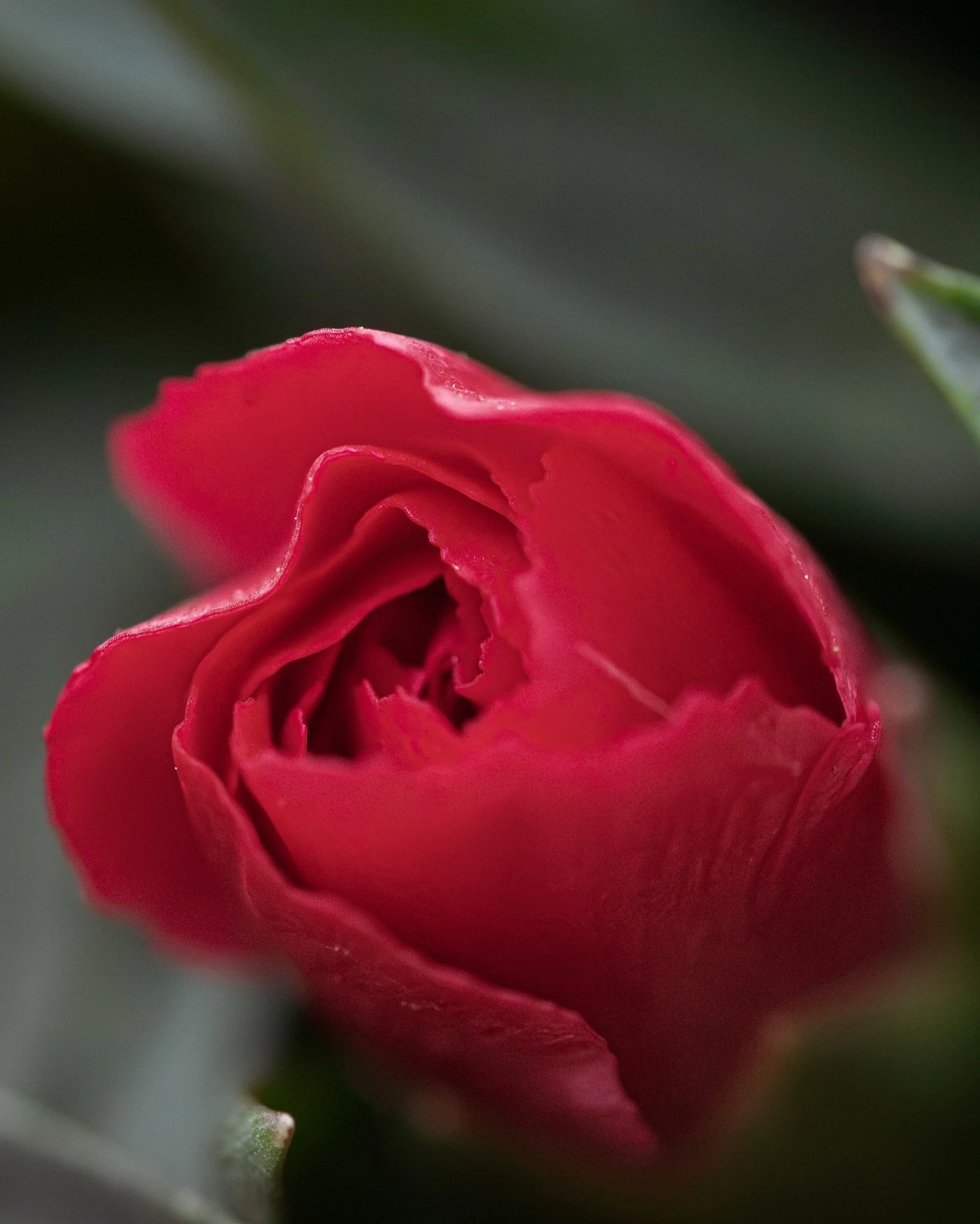 2026.04.07 - Carnation
&hellip;
Place: Z&uuml;rich, Switzerland
Camera: OM-3 OM System
Lens: Olympus Macro 60mm F2.8
Edits: Lightroom CC
&hellip;
Copyrighted and owned by Paula Datti 2026
&hellip;
#om3 #omsystem #lightroom #macrophotography #pauladat