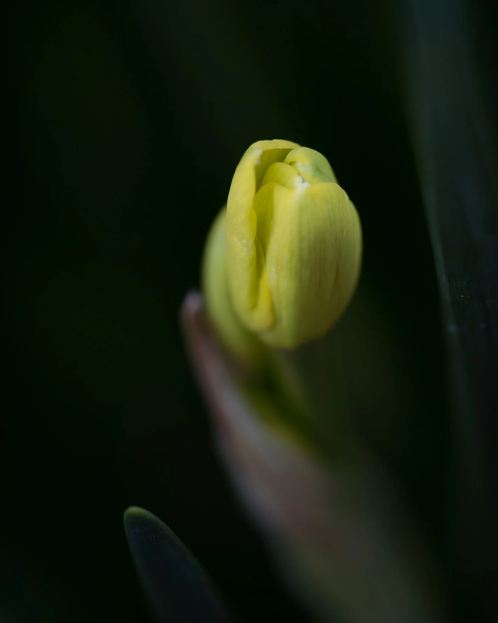 2026.04.07 - Daffodil
&hellip;
Place: Z&uuml;rich, Switzerland
Camera: OM-3 OM System
Lens: Olympus Macro 60mm F2.8
Edits: Lightroom CC
&hellip;
Copyrighted and owned by Paula Datti 2026
&hellip;
#om3 #omsystem #lightroom #macrophotography #pauladatt