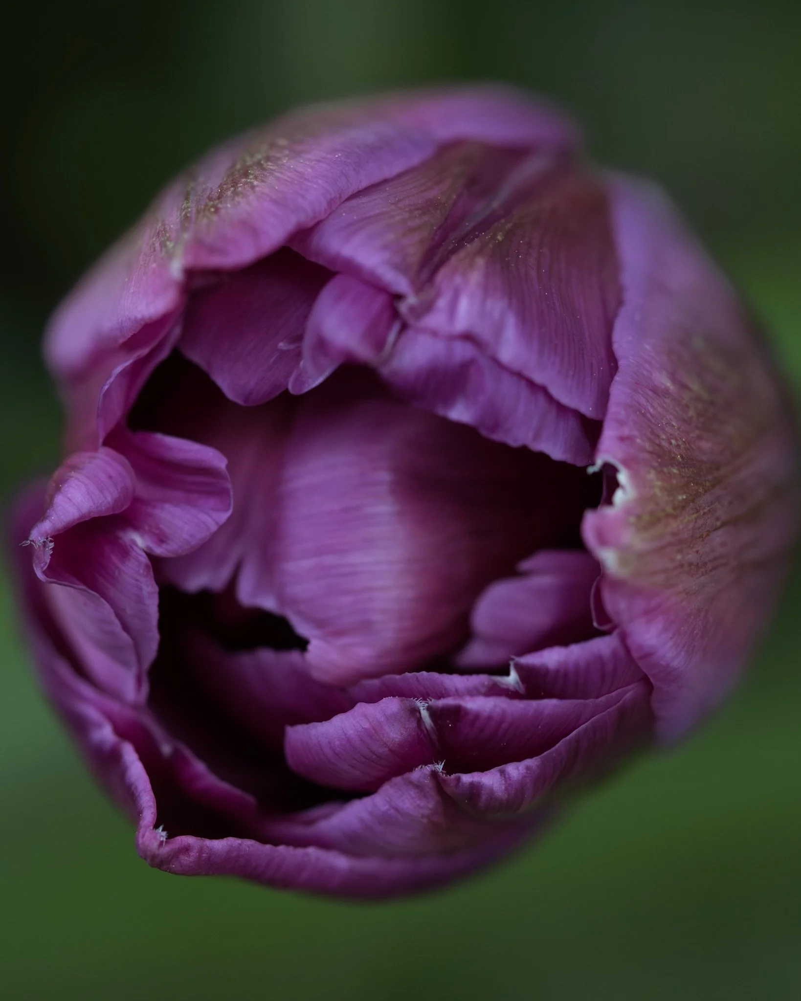 2026.04.07 - Double Tulip
&hellip;
Place: Z&uuml;rich, Switzerland
Camera: OM-3 OM System
Lens: Olympus Macro 60mm F2.8
Edits: Lightroom CC
&hellip;
Copyrighted and owned by Paula Datti 2026
&hellip;
#om3 #omsystem #lightroom #macrophotography #paula