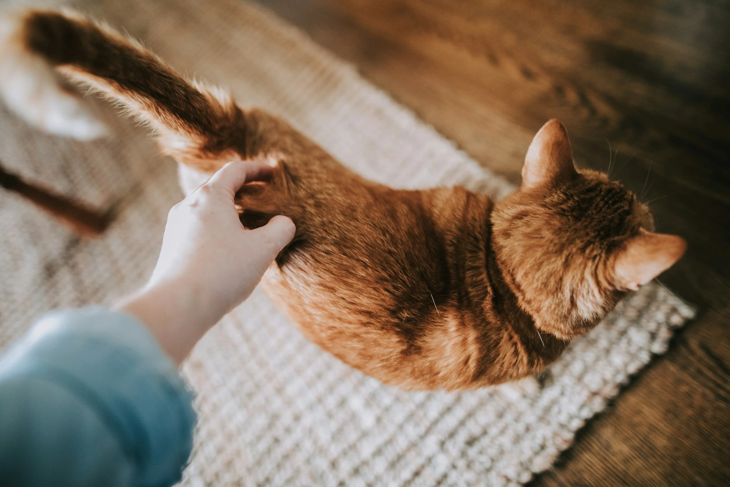 Person petting a brown tabby cat on a textured beige rug.