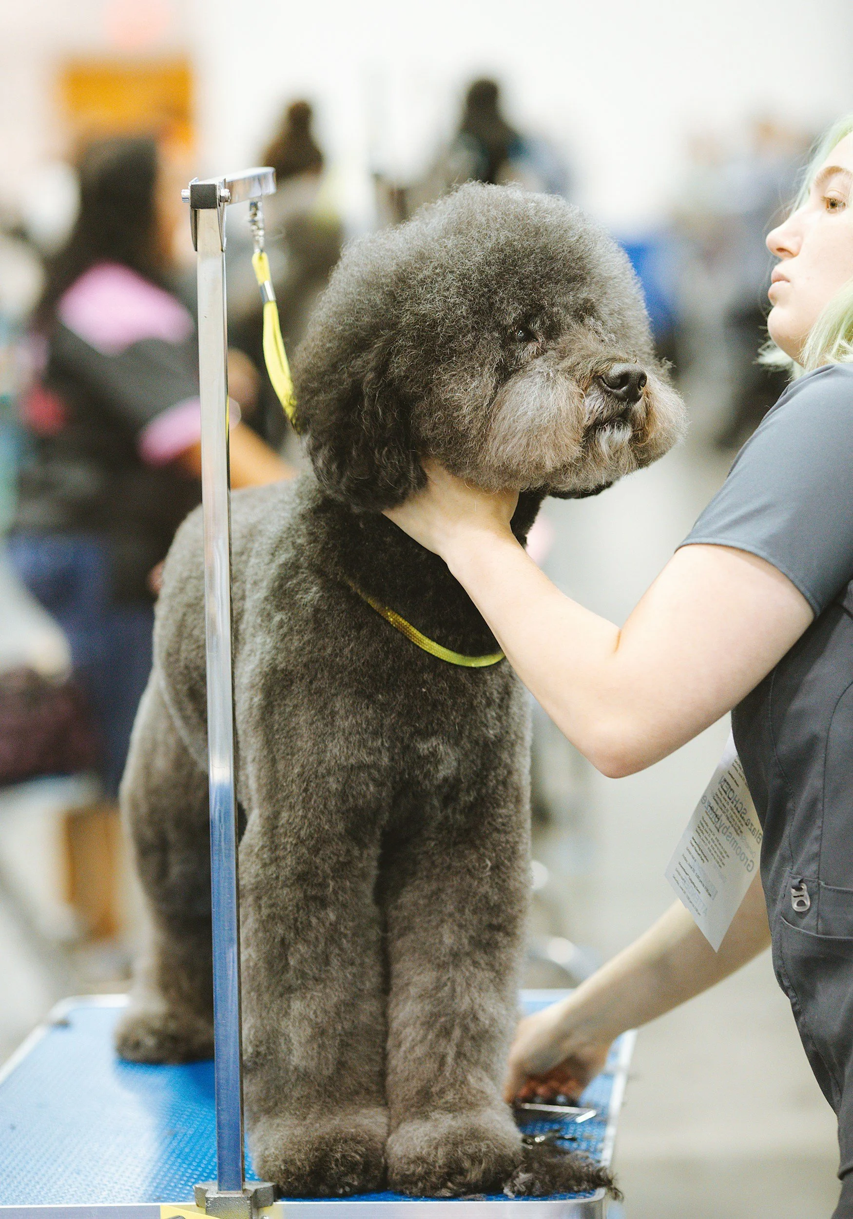 A large, fluffy, gray poodle dog standing on a grooming table at a dog show, being examined by a groomer.