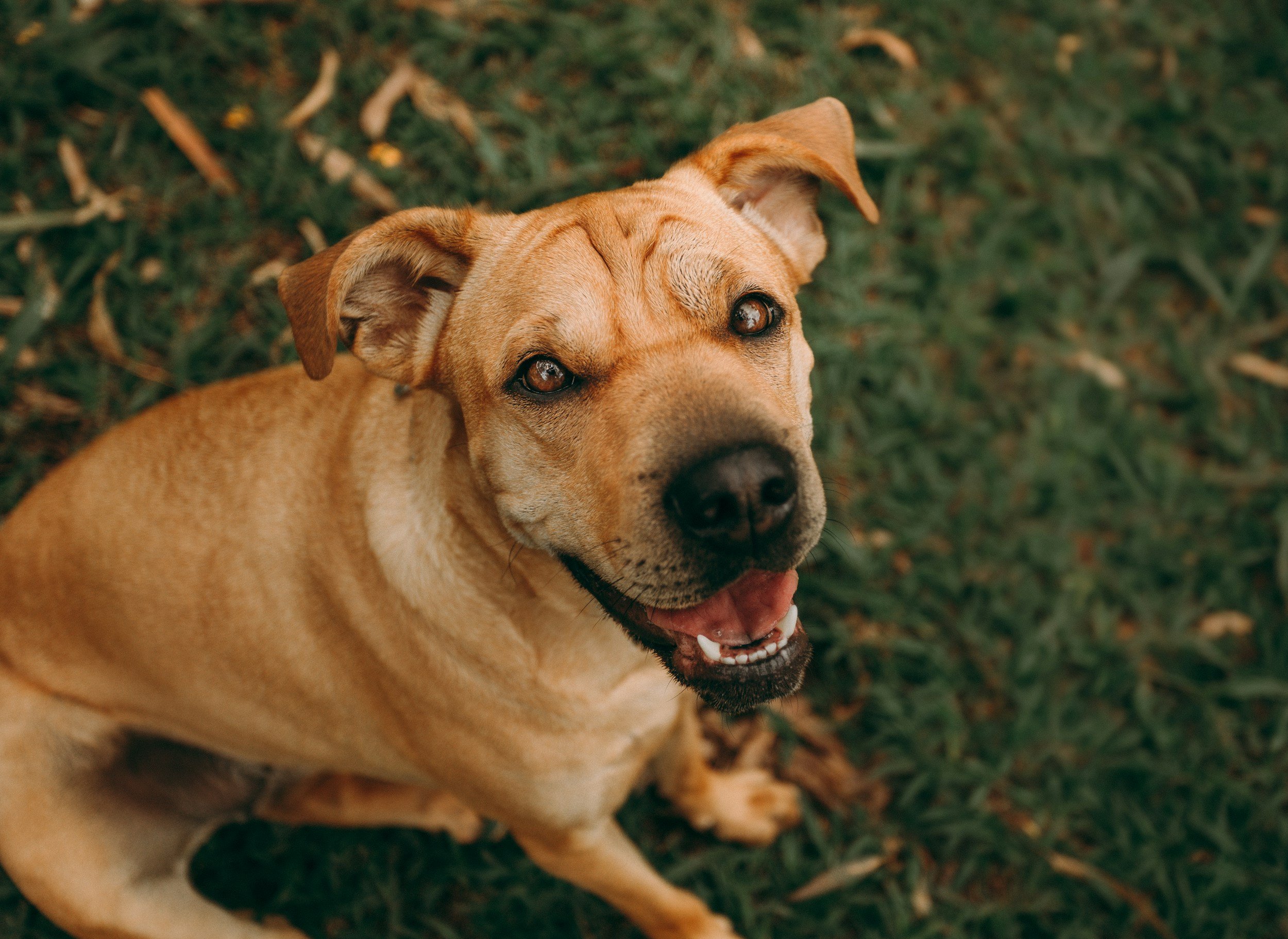 A tan dog with dark eyes, lying on grass, looking up with its mouth slightly open.