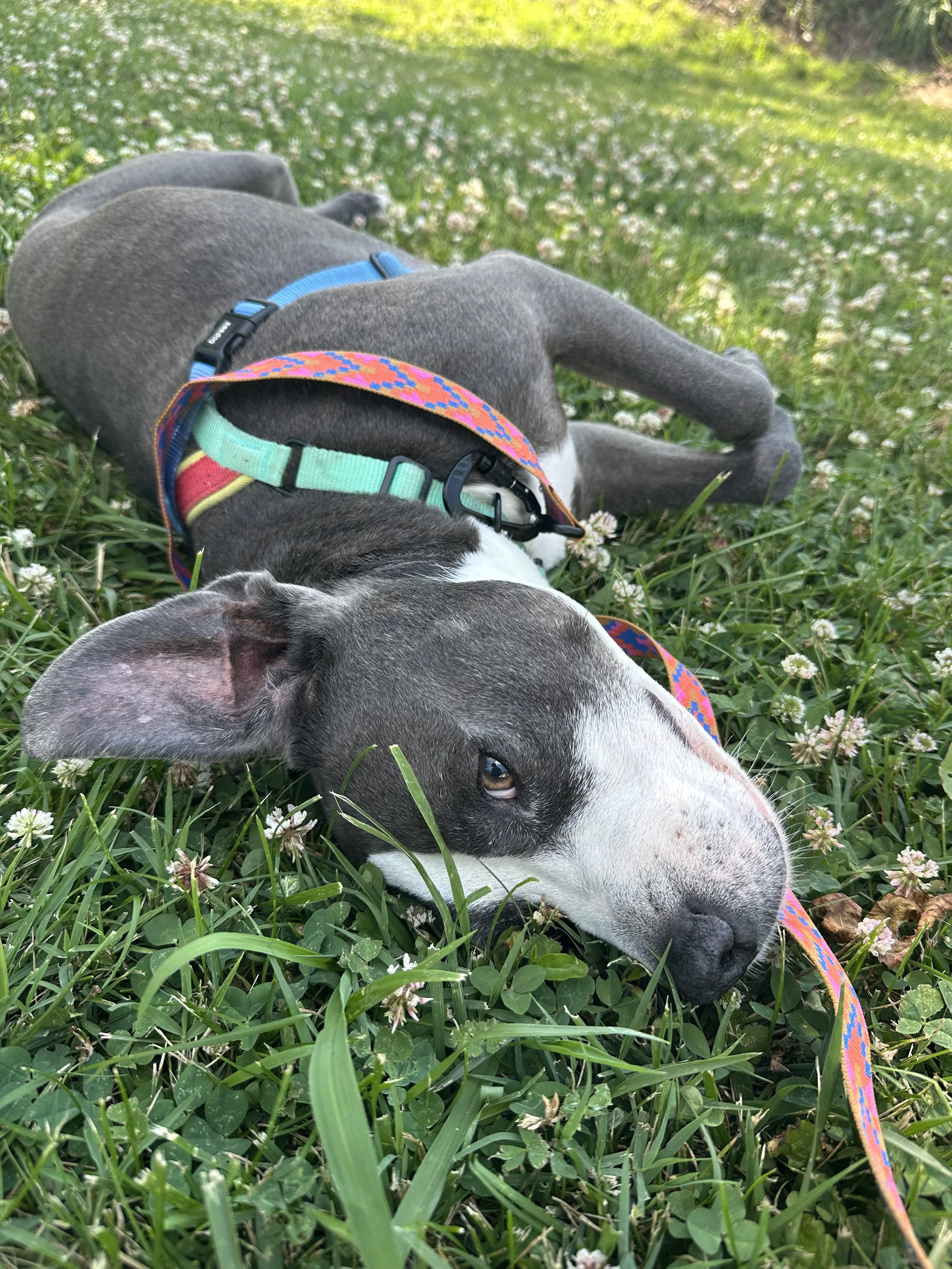 A dog lying on green grass with small white flowers, wearing a colorful collar and a blue harness, resting outdoors in sunlight.