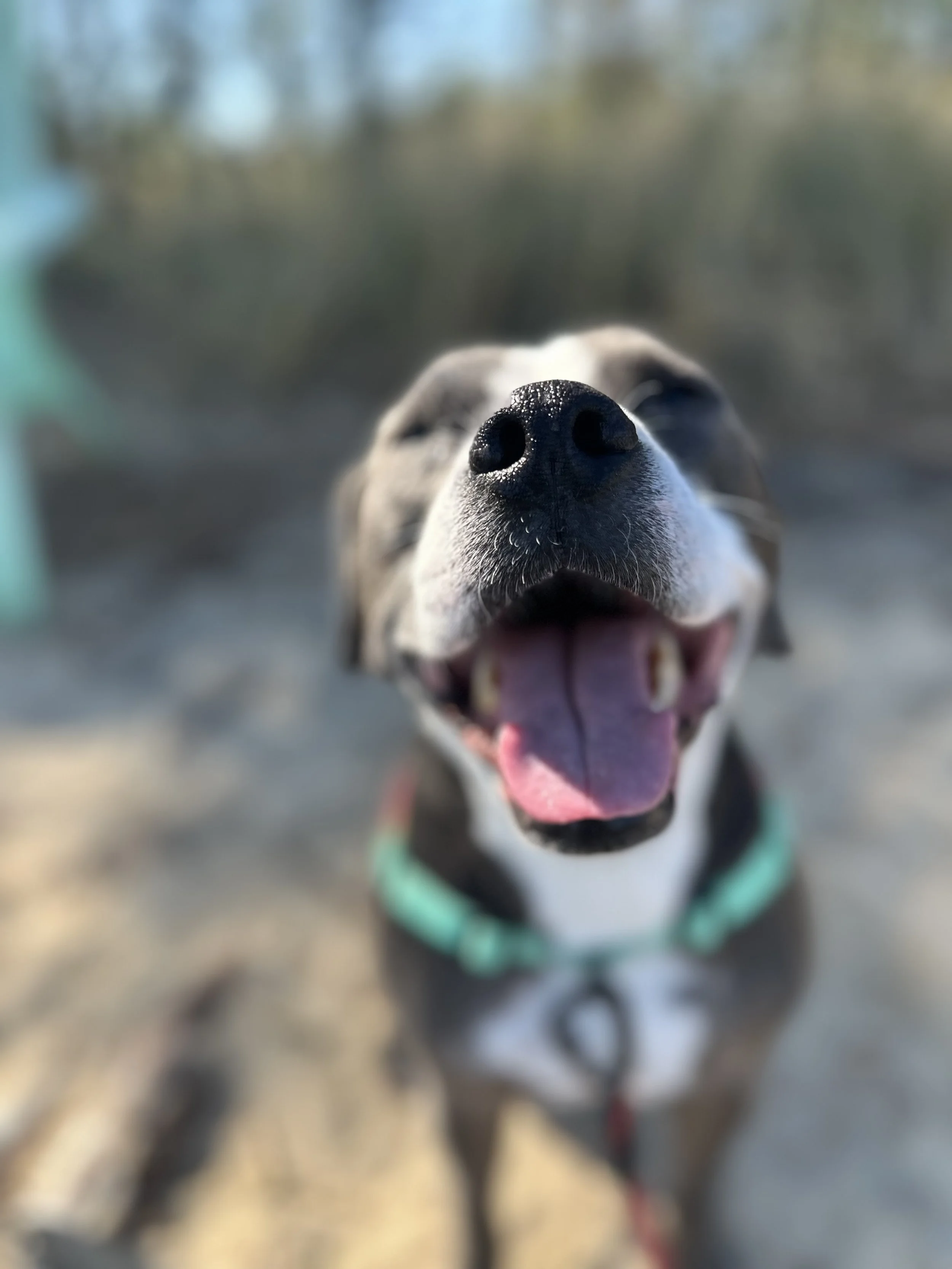 Close-up of a dog with its tongue out, taken from a low angle during daytime.