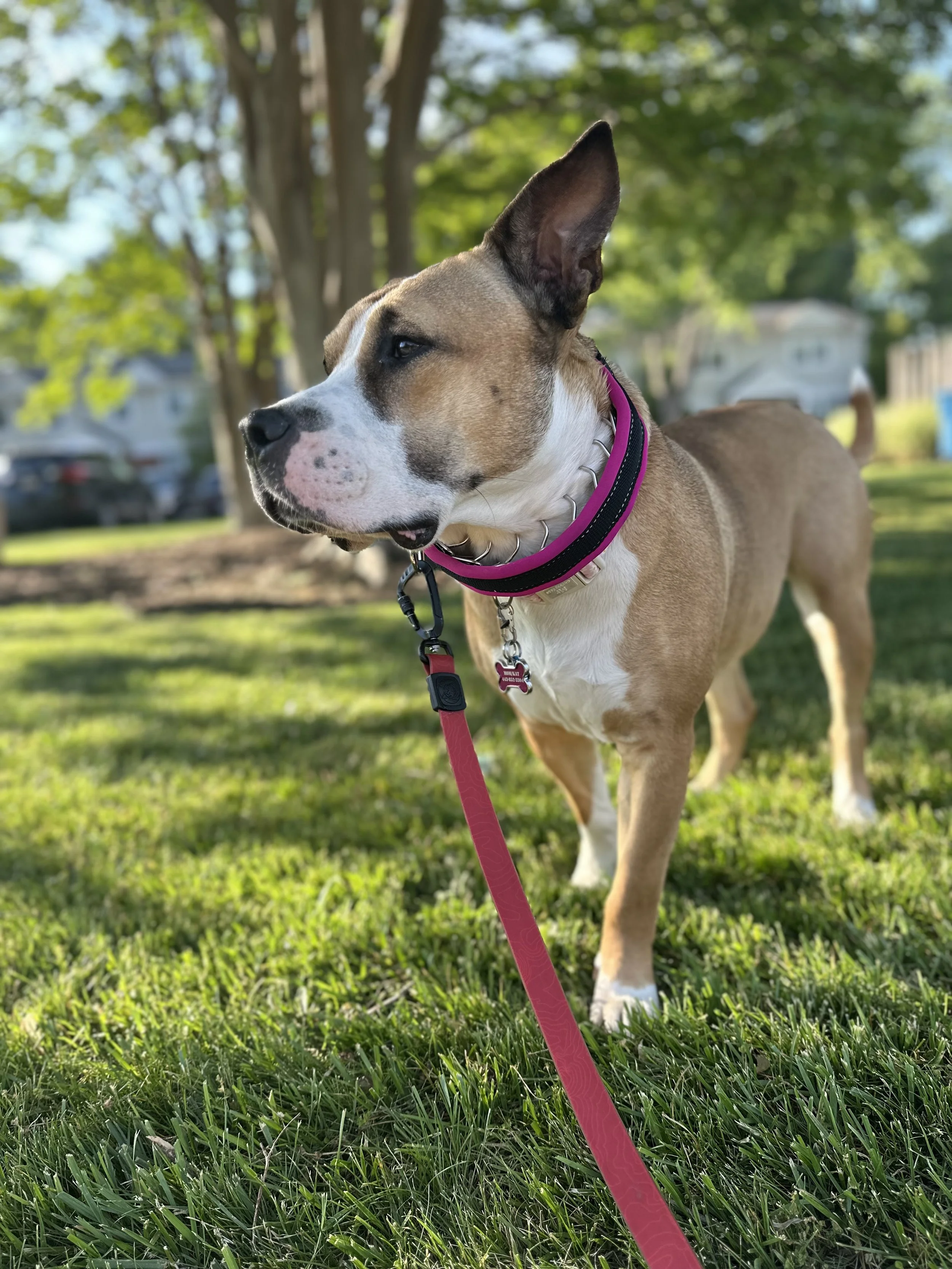 A tan and white dog with a black nose and large ears, wearing a pink collar and leash, standing on green grass in a park with trees and houses in the background.