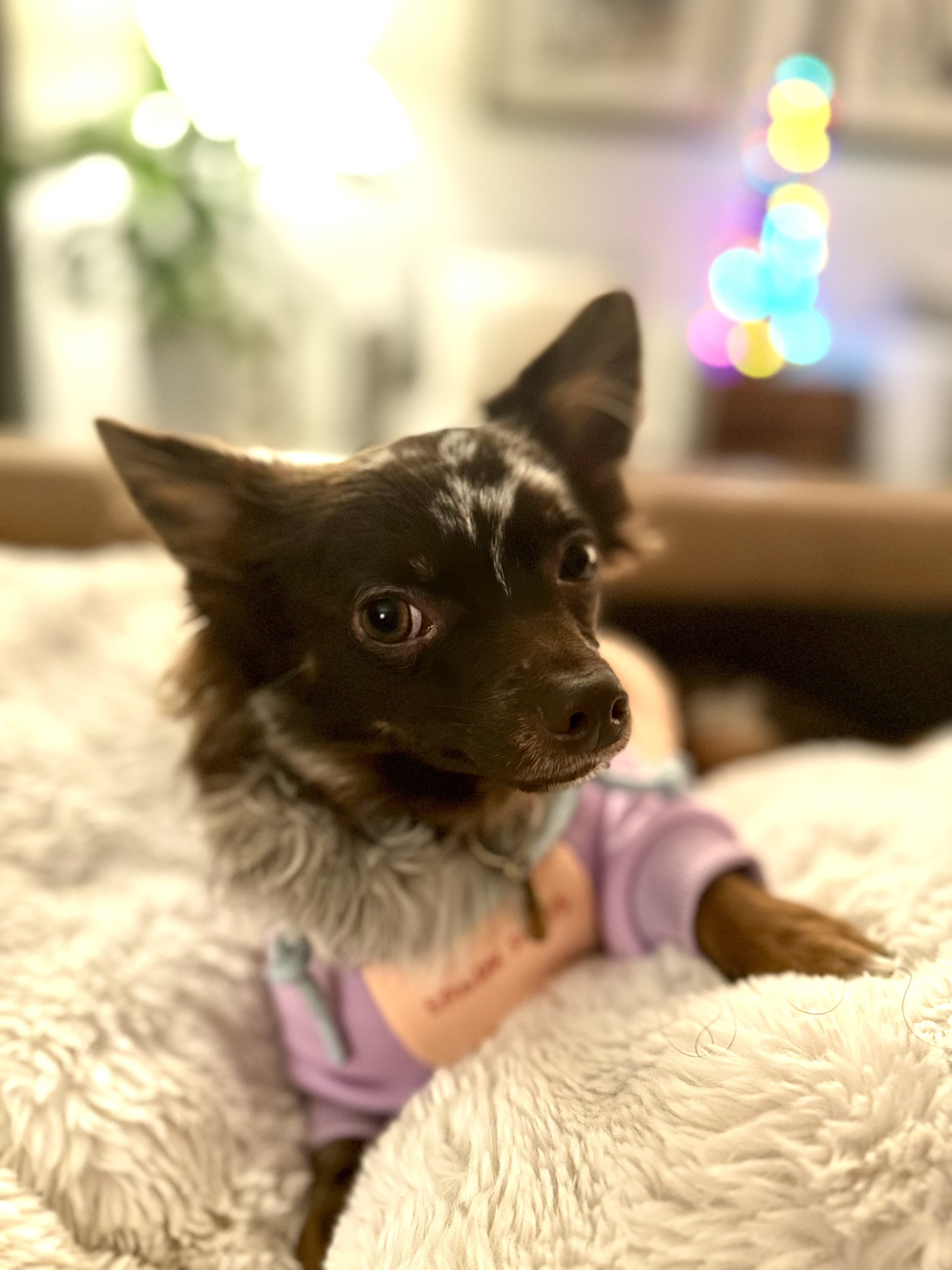 A close-up of a small dog with black and brown fur and large ears, lying on a plush, cream-colored blanket with a colorful, blurry background of lights.