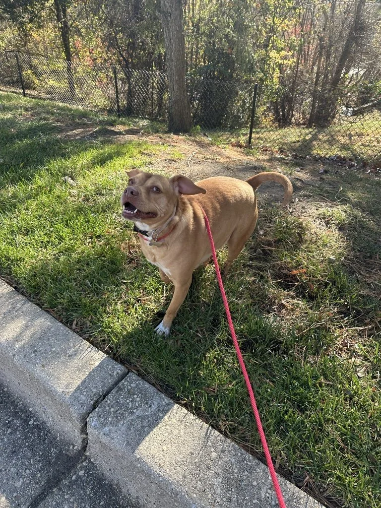 A tan dog with a black collar on a red leash standing on grass next to a sidewalk, with a chain-link fence and trees in the background.