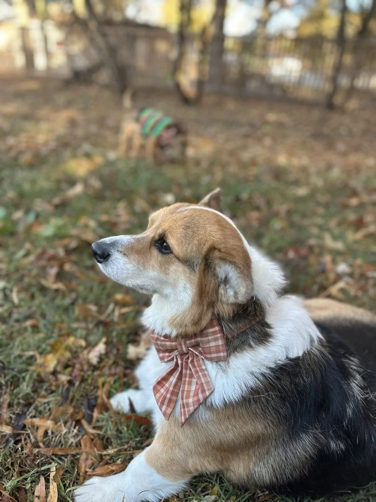 Adorable puppy wearing a pink checkered bow tie lying on the grass with autumn leaves, in a park with trees and a dog wearing a striped sweater in the background.