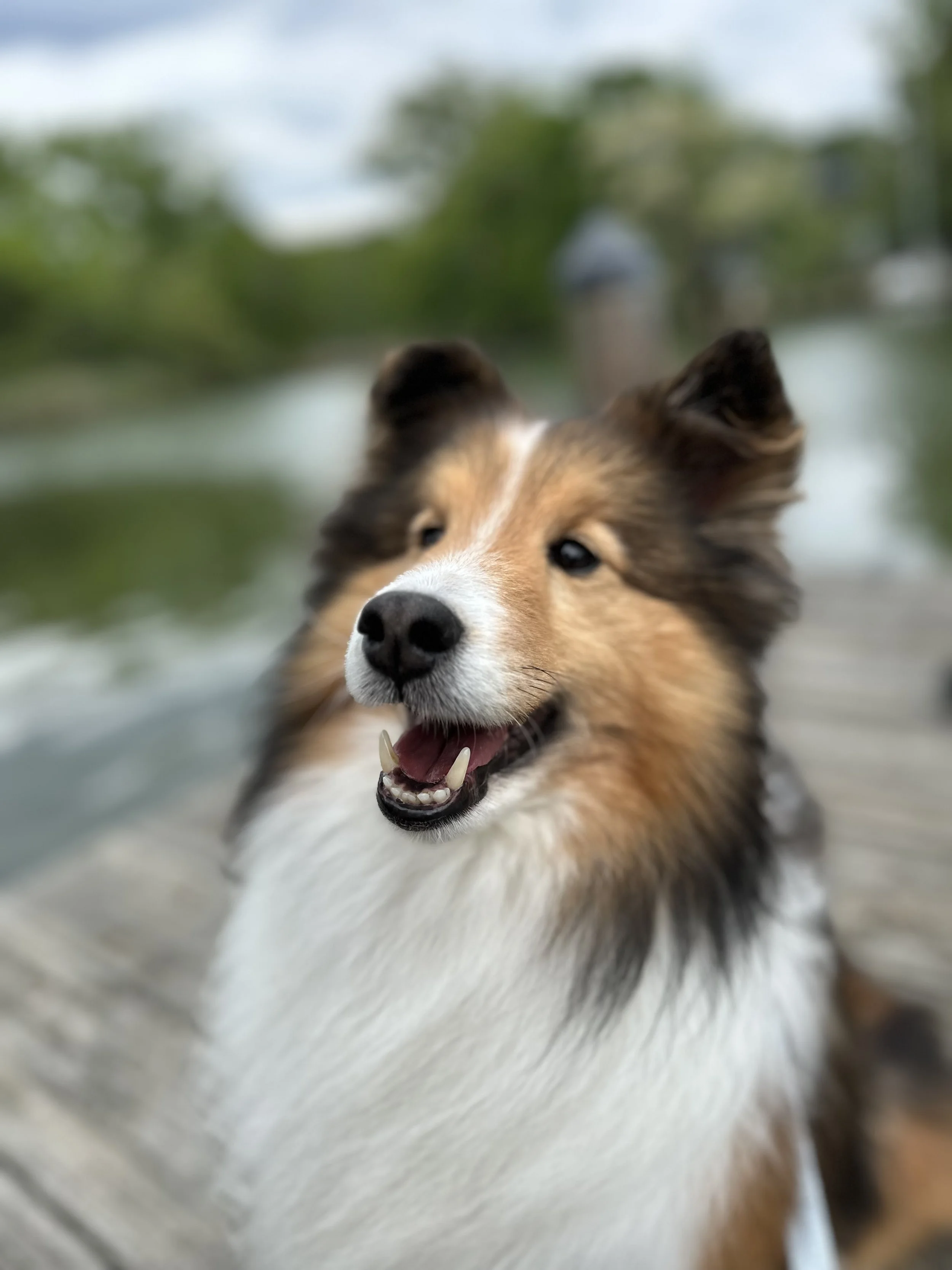 Close-up of a happy Shetland Sheepdog with an open mouth, showing teeth, outdoors with blurred green trees in the background.