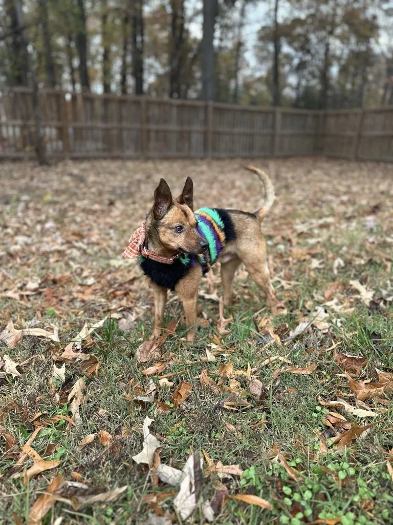 Small dog wearing a colorful rainbow-striped sweater and a checkered bandana standing on a grassy yard covered with fallen leaves, with a wooden fence and trees in the background.