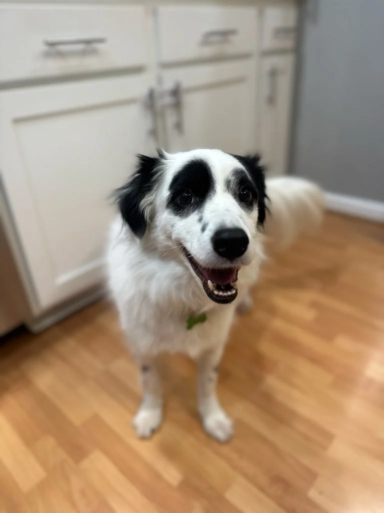 A happy black and white dog sitting on a wooden floor in a kitchen.
