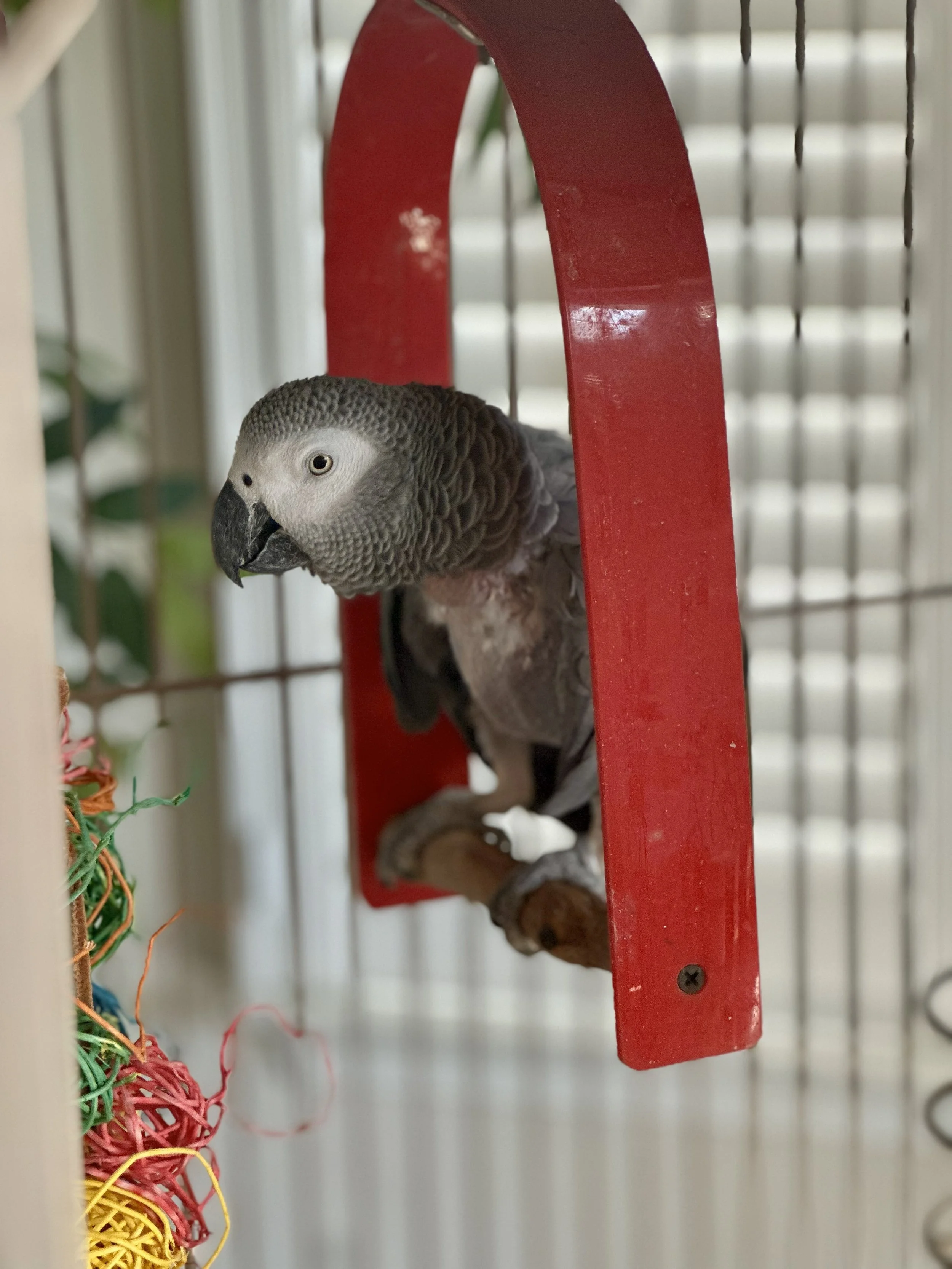 Close-up of a gray parrot with black beak inside a cage, hanging on a red perch.