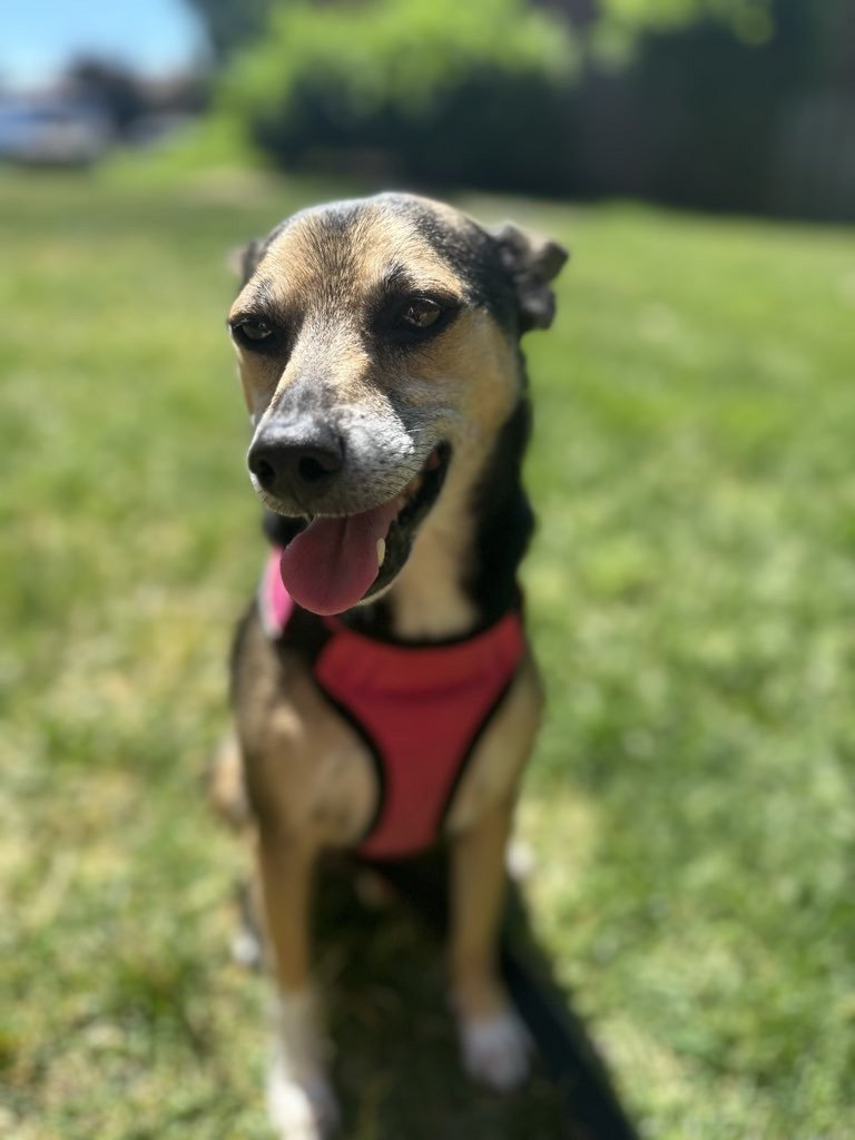 A dog on a leash standing on dirt ground near green plants, looking at the camera.